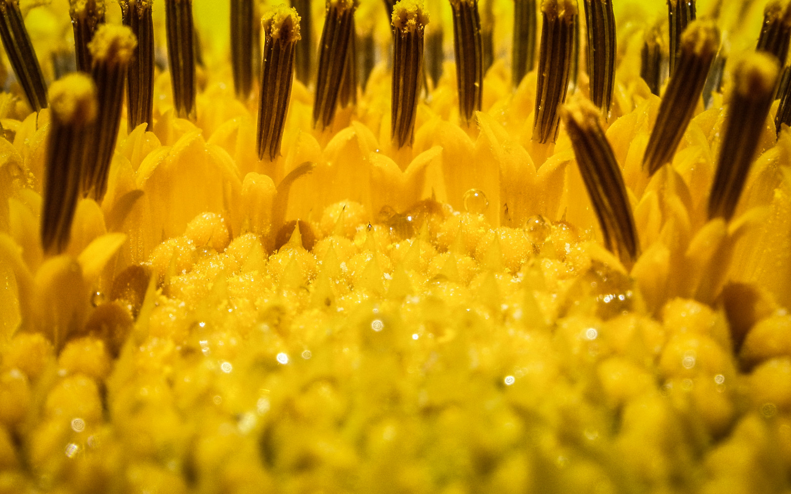 žlutý, květ, pyl, makro fotografie, jaro, zboží, závod stonek