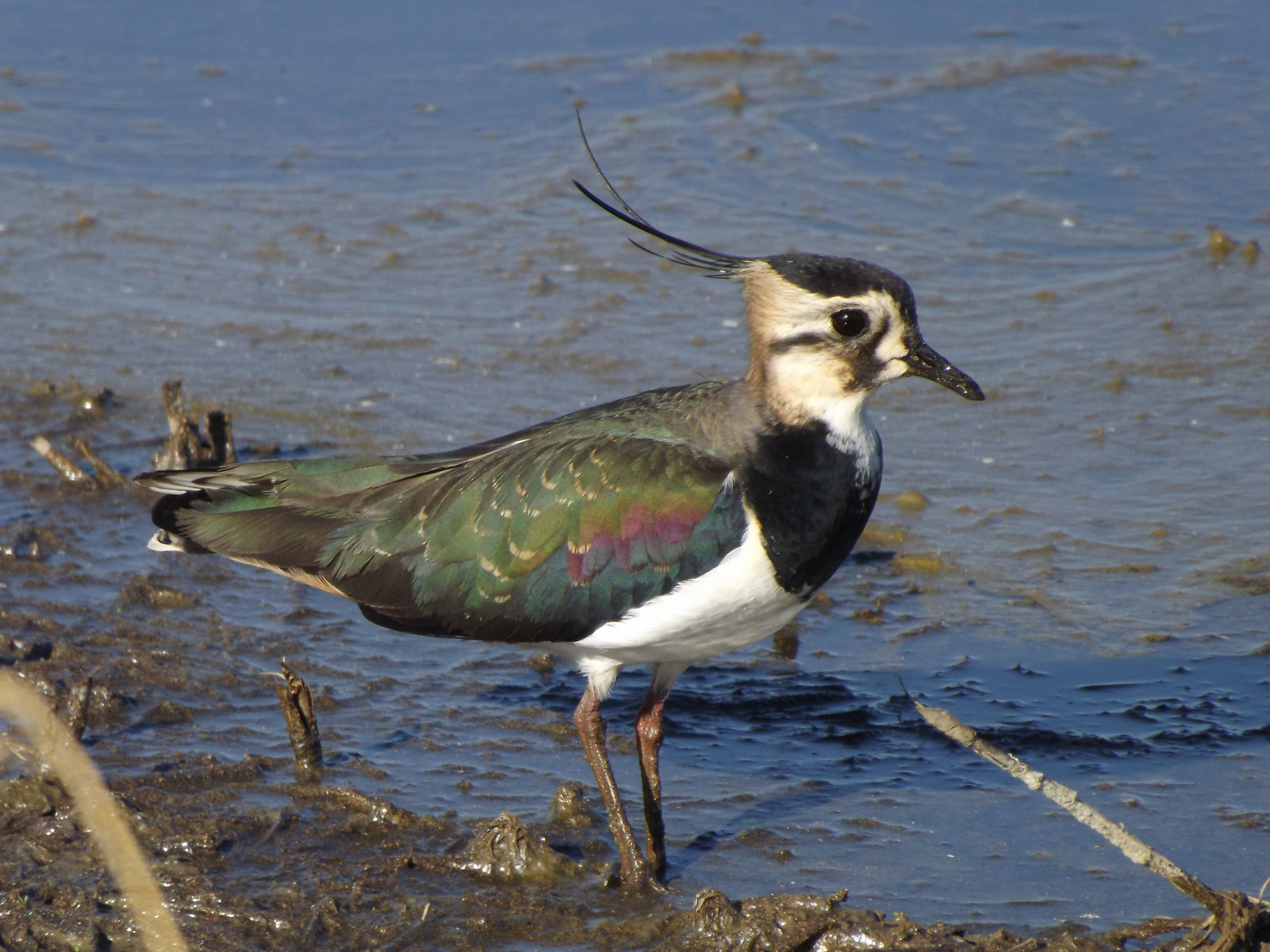 naturaleza, Portugalsko, Příroda, ptactvo, Rio, fauna, foto, Volně žijících živočichů, natureza, avesemportugal, Aves, čejka chocholatá, místo výskytu, Lez ria, Tejo, pozorování ptáků, vanellusvanellus, Bico, avifauna, ptáčník, asas, biologia, shorebird, Estuario, Ecologia, Charadriiformes, Limicola, Biosféra, riotejo, Pozor, faunaib rica, Charadriidae, ornitologia, biodiversidade, Abibe, Limicolas, rnet, Vilafrancadexira, Ekosfera, Avefr a, fantasticnature, Kiebitz, Ekosystéma, fotografiadenatureza, Vanneauhupp, Pavoncella, Estuarino, Lez riagrande, Invernantes, Westernpaleartic, Paleartico, vigilantphotographersunite, Zonashumidas, Estu riotejo, Pozorovat oases