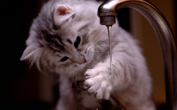 animals,cats,cute,1920x1200 px,babies,drops
