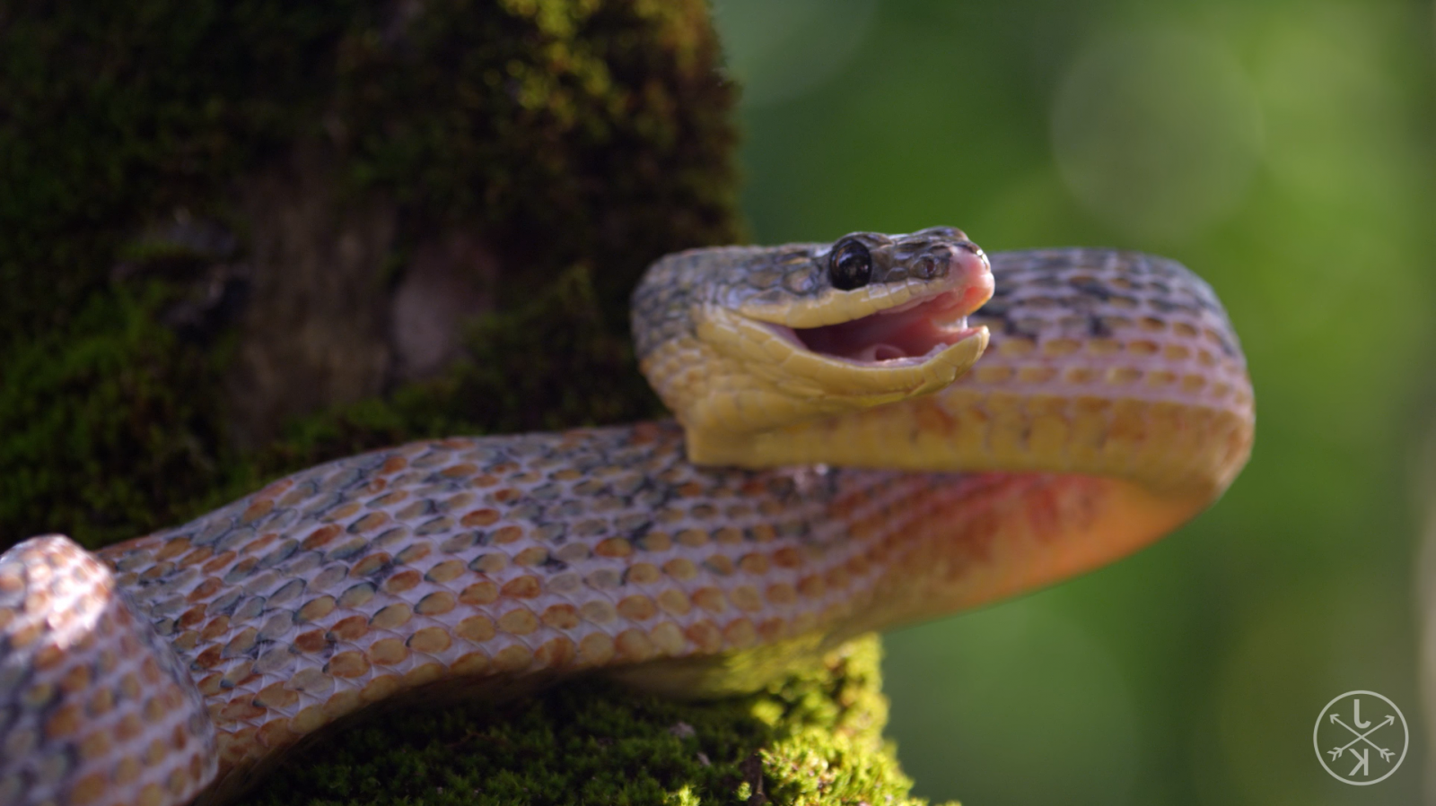 zvěř, Příroda, Červené, had, zelená, Volně žijících živočichů, mravenci, plazi, had, plaz, fauna, 1919x1079 px, obratlovců, makro fotografie, zmenšen plazů