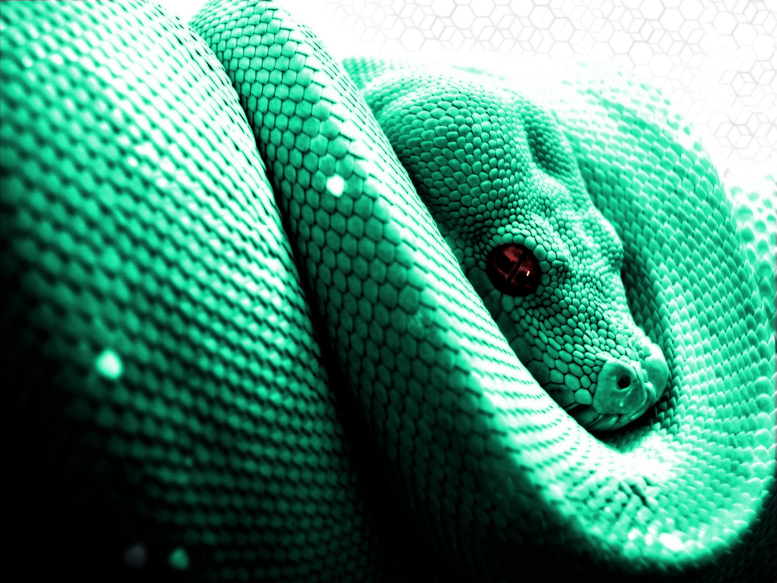 Hintergrundbilder : Tiere, Schlange, Grün, Mamba, Python, Wirbeltier ...