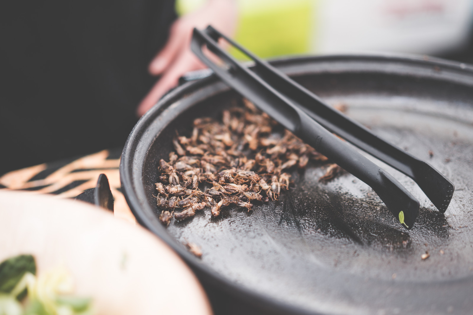 Cook Insect Wallpaper : food, cook, insect 5000x3333 - JhonnySanchezBenito ...