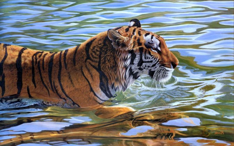 animals, tiger, wildlife, big cats, jungle, Safari animals, tiger, wildlife, big cats, jungle, Safari