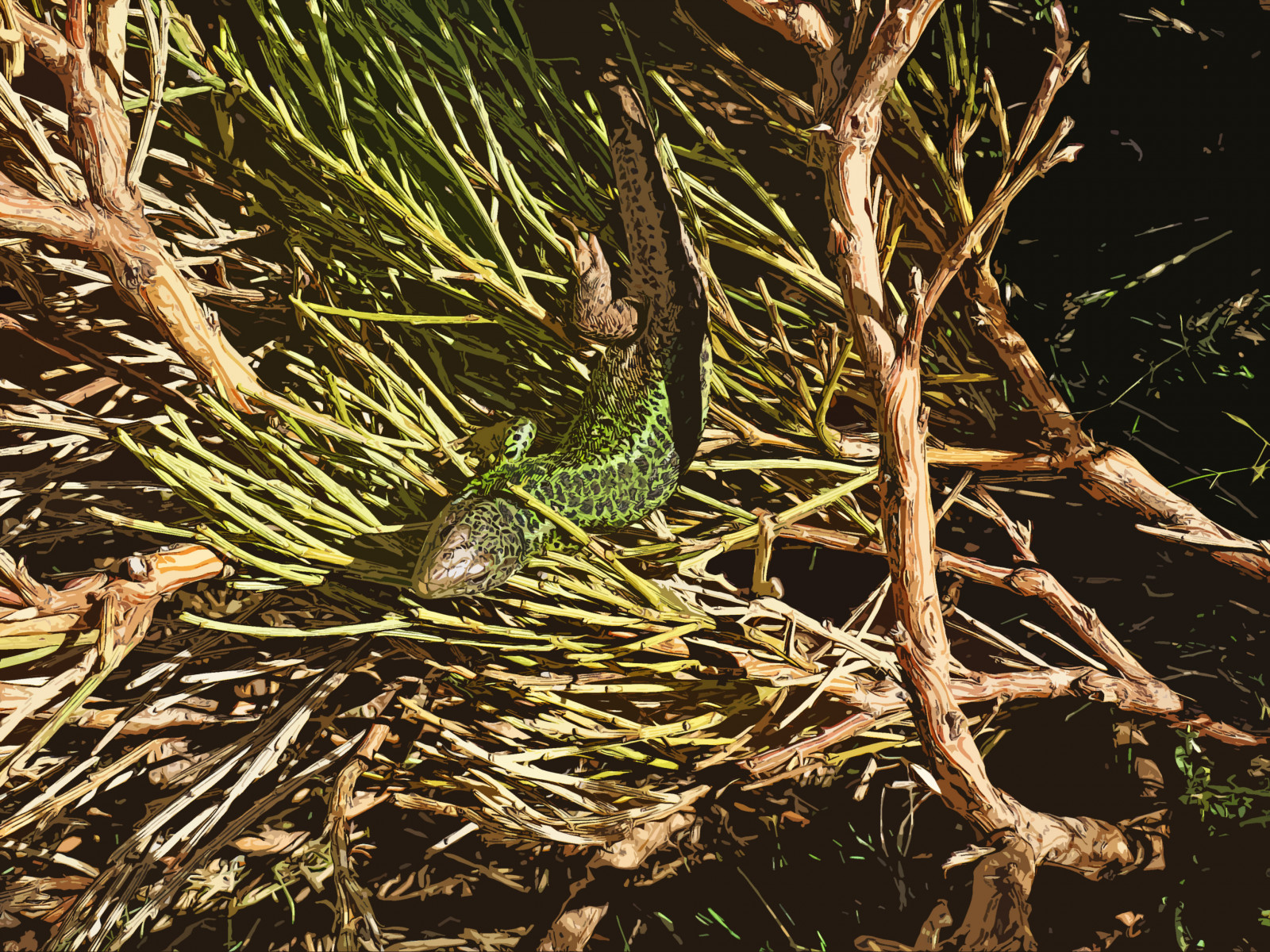lizard lagartija, Lagartija, ještěři