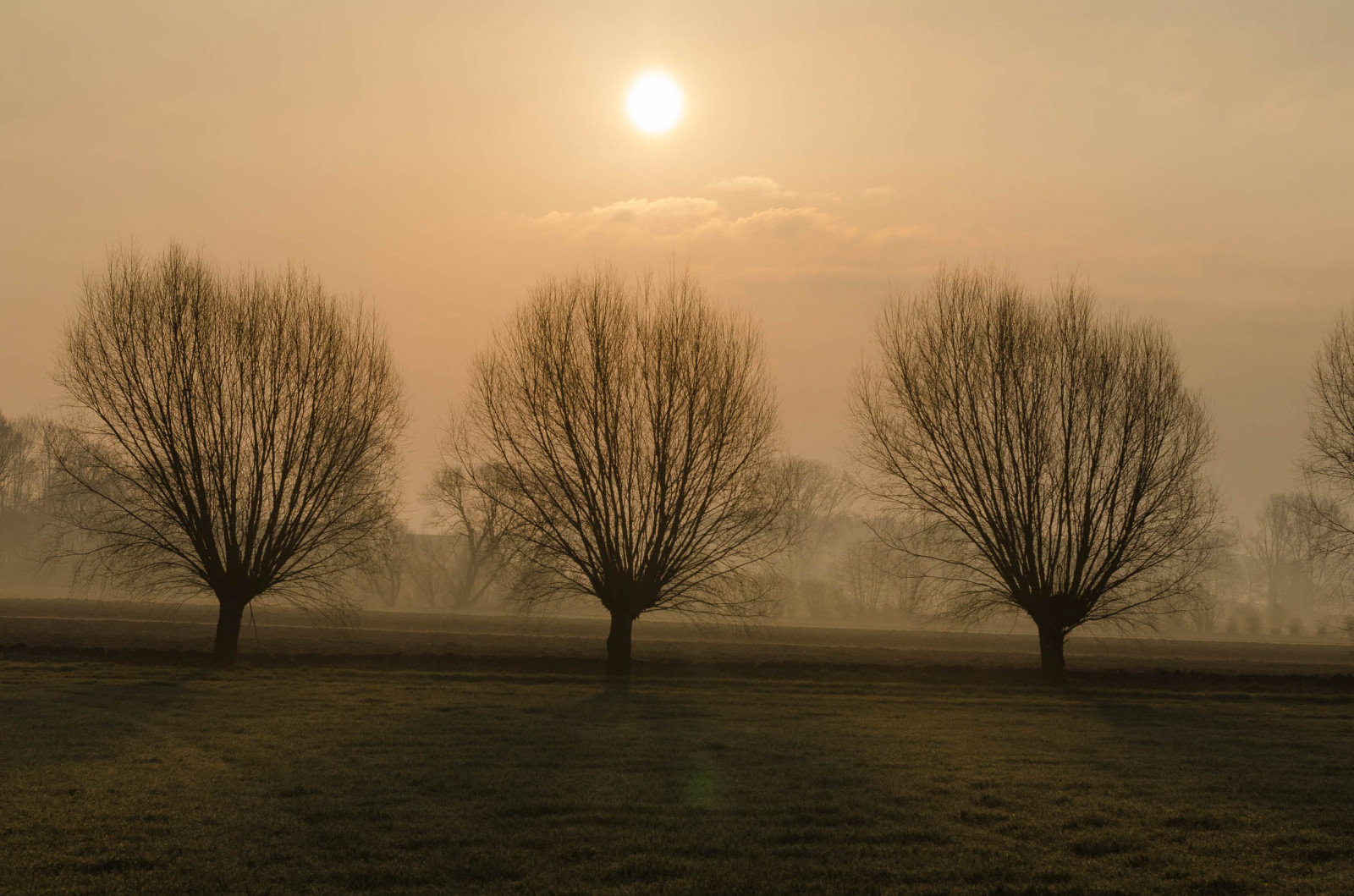slunečnímu záření, krajina, západ slunce, Příroda, nebe, pole, větev, svítání, večer, ráno, Německo, mlha, slunce, horizont, atmosféra, soumrak, 2015, světlo, mrak, strom, mlha, Landschaft, počasí, svítání, rostlina, Sonnenaufgang, nikond7000, nRW, morgennebel, atmosférický jev, dřevina, lightroom5, kopfweiden, sigmaf2870200mm, s dkirchen, funneweg