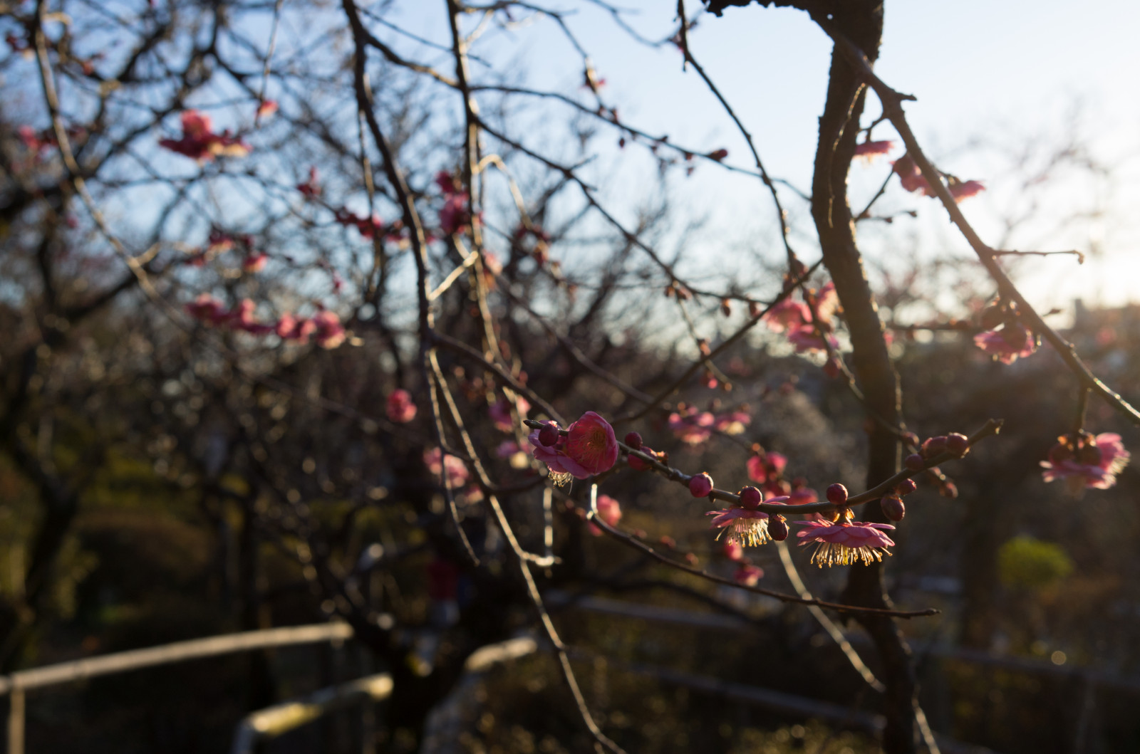 Japonsko, slunečnímu záření, Příroda, větev, Třešňový květ, květ, jaro, Leica, Tokio, jp, strom, podzim, list, květ, rostlina, sezóna, švestka, UME, flóra, T, Ikegami, japaneseapricot, leicat, summicront235, Summicron, t235, ikagamiplumpark, botanika, dřevina