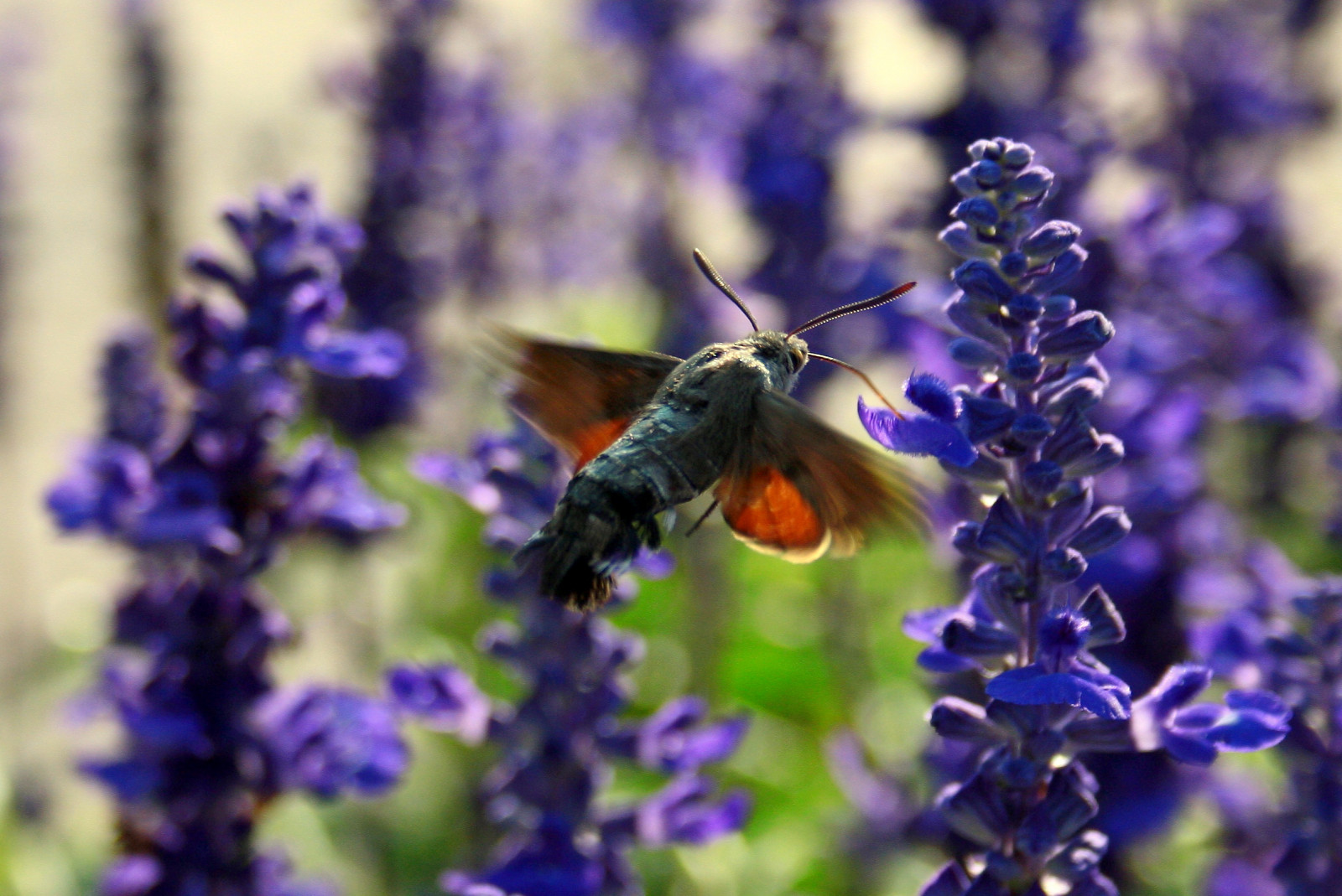 Černá, oči, květiny, Příroda, křídla, rostliny, nachový, motýl, hmyz, zelená, letící, hnědý, Volně žijících živočichů, Kánon, levandule, květ, Černá Hora, jaro, šedá, Létat, mol, září, Včela, zvíře, podzim, květ, pták, saariysqualitypictures, hmyz, flóra, canoneos1000d, coth5, membrána okřídlený hmyz, angličtina levandule, nektar, včelí med, opylovači, tykadla, autumntime, Budva, chobot, flyinginsect, eyesinsect, pawsinsect, společný šalvěj, křikloun, Wingsinsect, 14092016, 20102016, nepeta