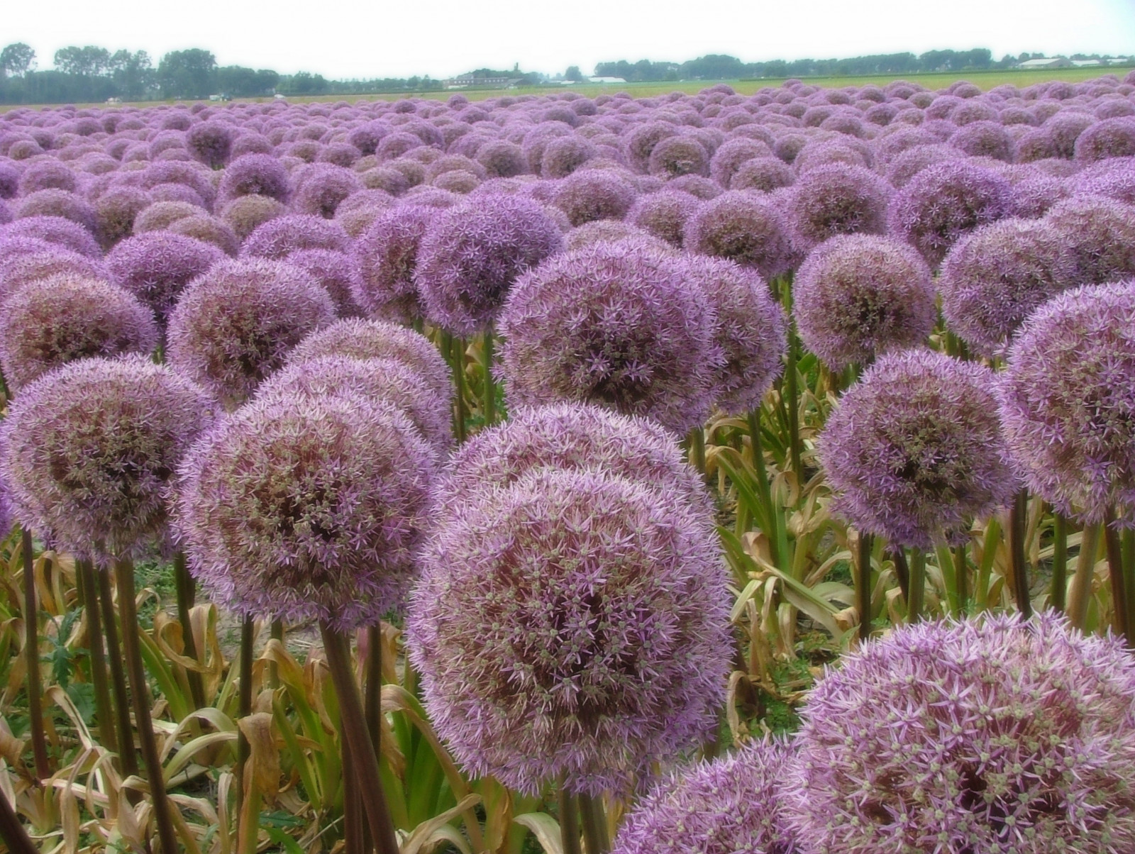 Blumen, Küste, lila