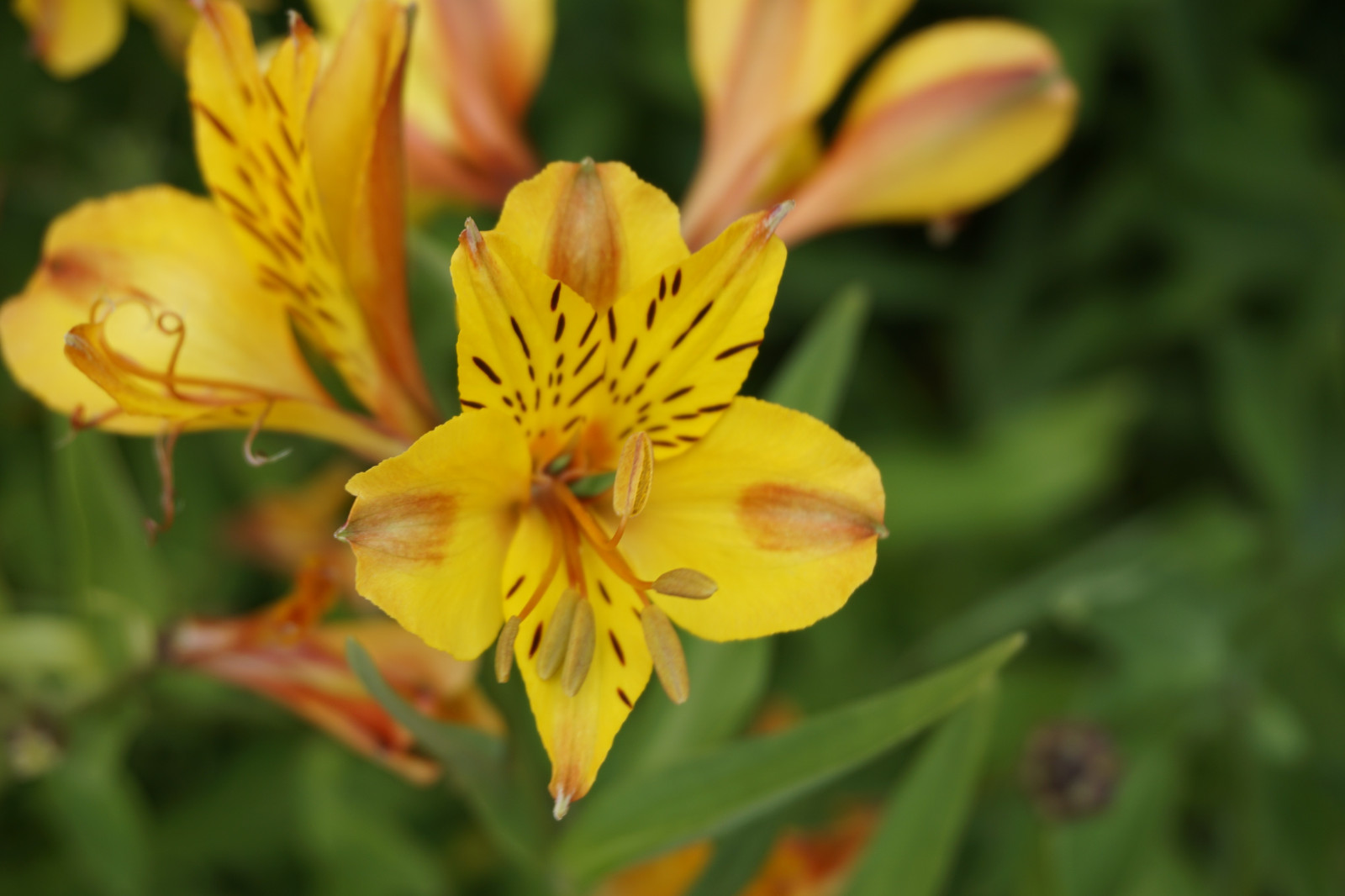 květiny, Příroda, zelená, žlutý, letní, květ, daylily, květ, rostlina, flóra, okvětní lístek, louka, divoká rostlina, botanika, suchozemská rostlina, kvetoucí rostlina, zblízka, makro fotografie, peruánský lily, alstroemeriaceae