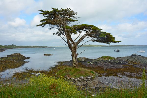 Ireland,coast,tree