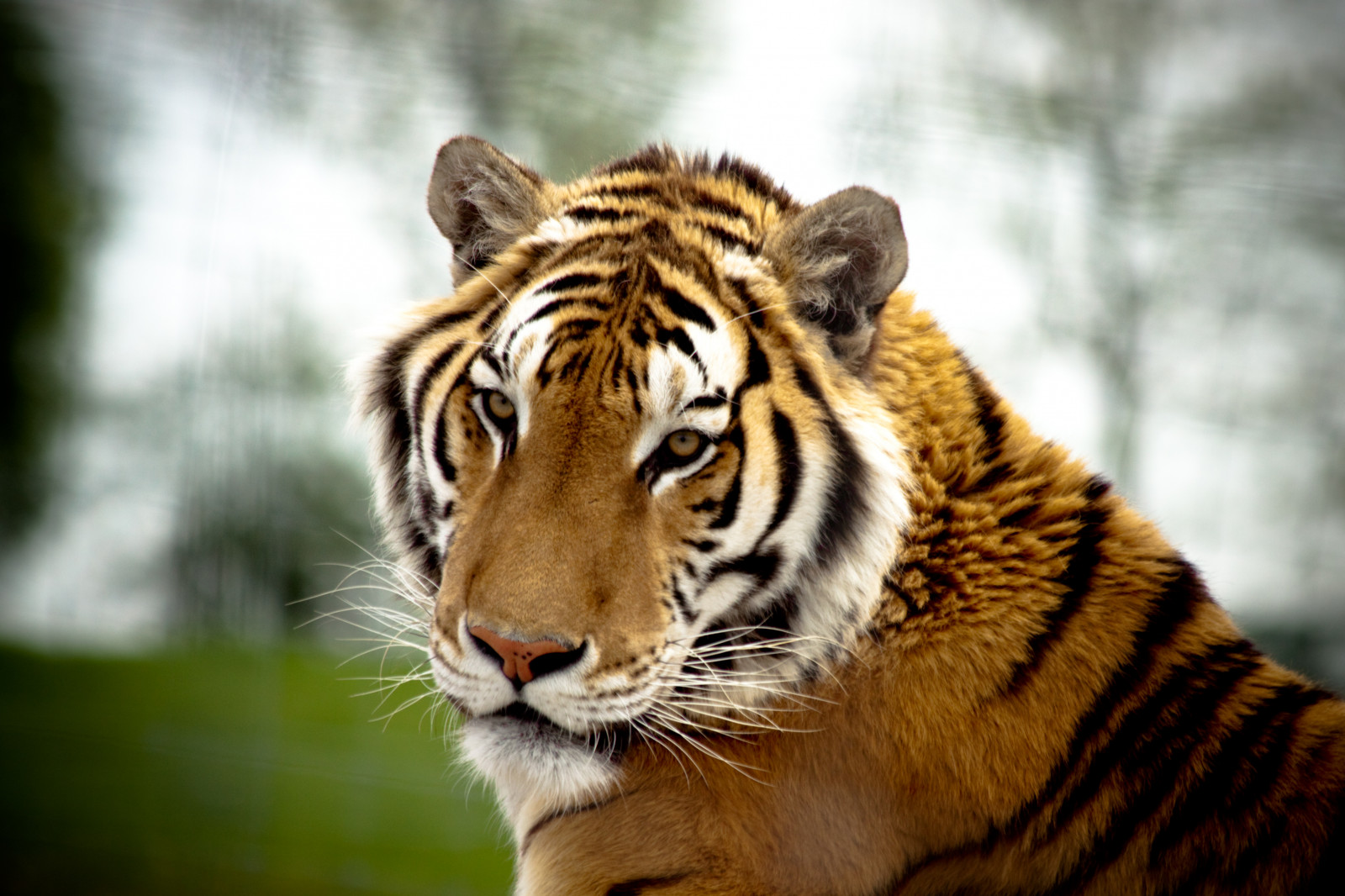 Katze, Gras, Tiger, Tierwelt, Kanon, Kanada, große Katzen, Zoo, Whiskers, Frühling, Ontario, Tier, Säugetier, Natureselegantshots, Topshots, 50d, Flickrbigcats, kann, Naturewatcher, Durham, Katze wie Säugetier, Schnauze, Organismus, Tierheim, Seagtravieren, Northwoodzooanimalsanctuary, Northwoodzoo, große Katze, Sibirischer Tiger, terrestrial animal