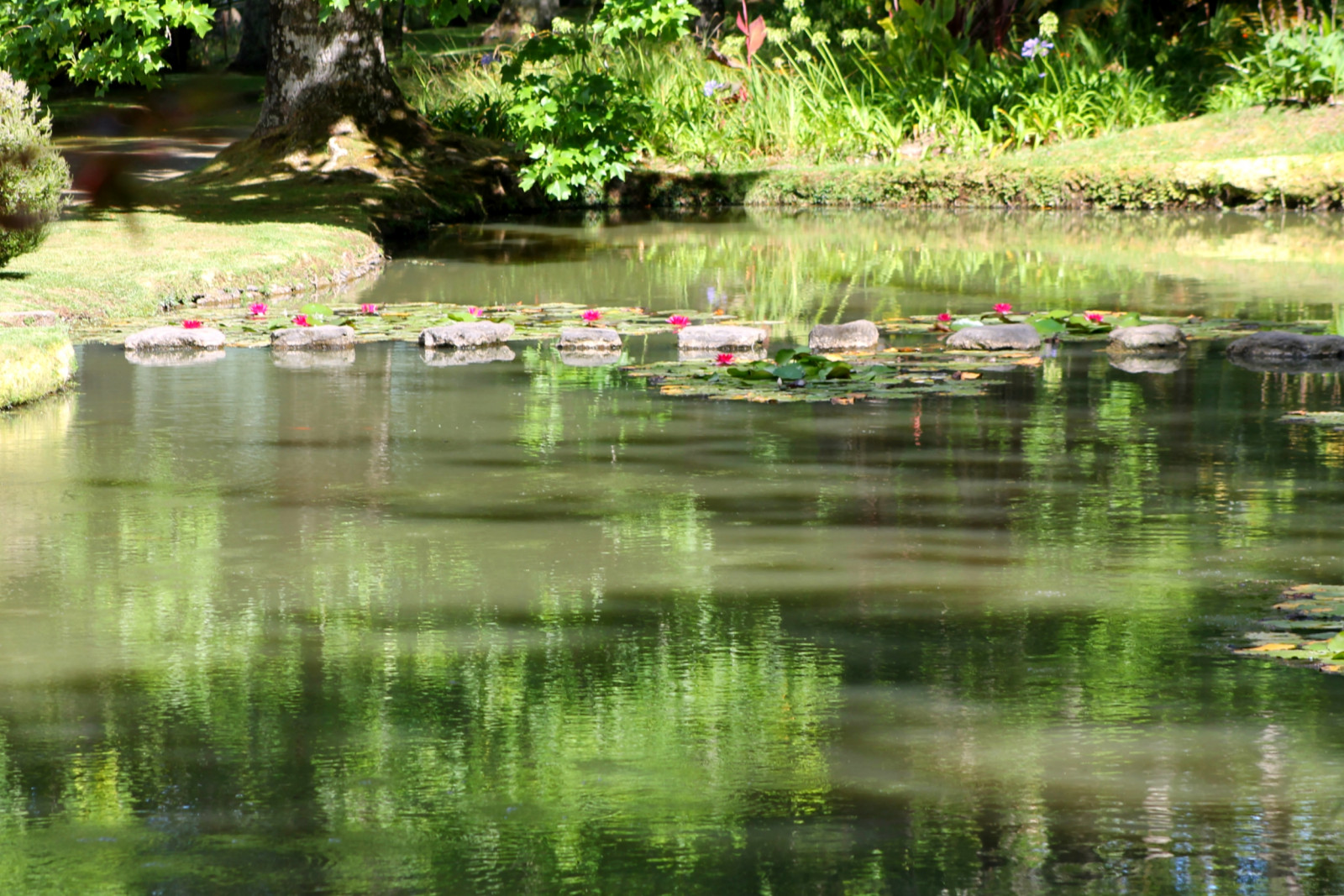 oceán, výlet, cestovat, květiny, modrý, parque, letní, dovolená, nebe, Dovolená, flores, květ, barva, verde, zelená, milovat, Portugalsko, voda, Rio, Kánon, vinobraní, řeka, ostrov, fotografování, ostrovy, fotografie, Evropa, přírodní, fotky, žít, Azory, hortenzie, parquenatural, instagramapp