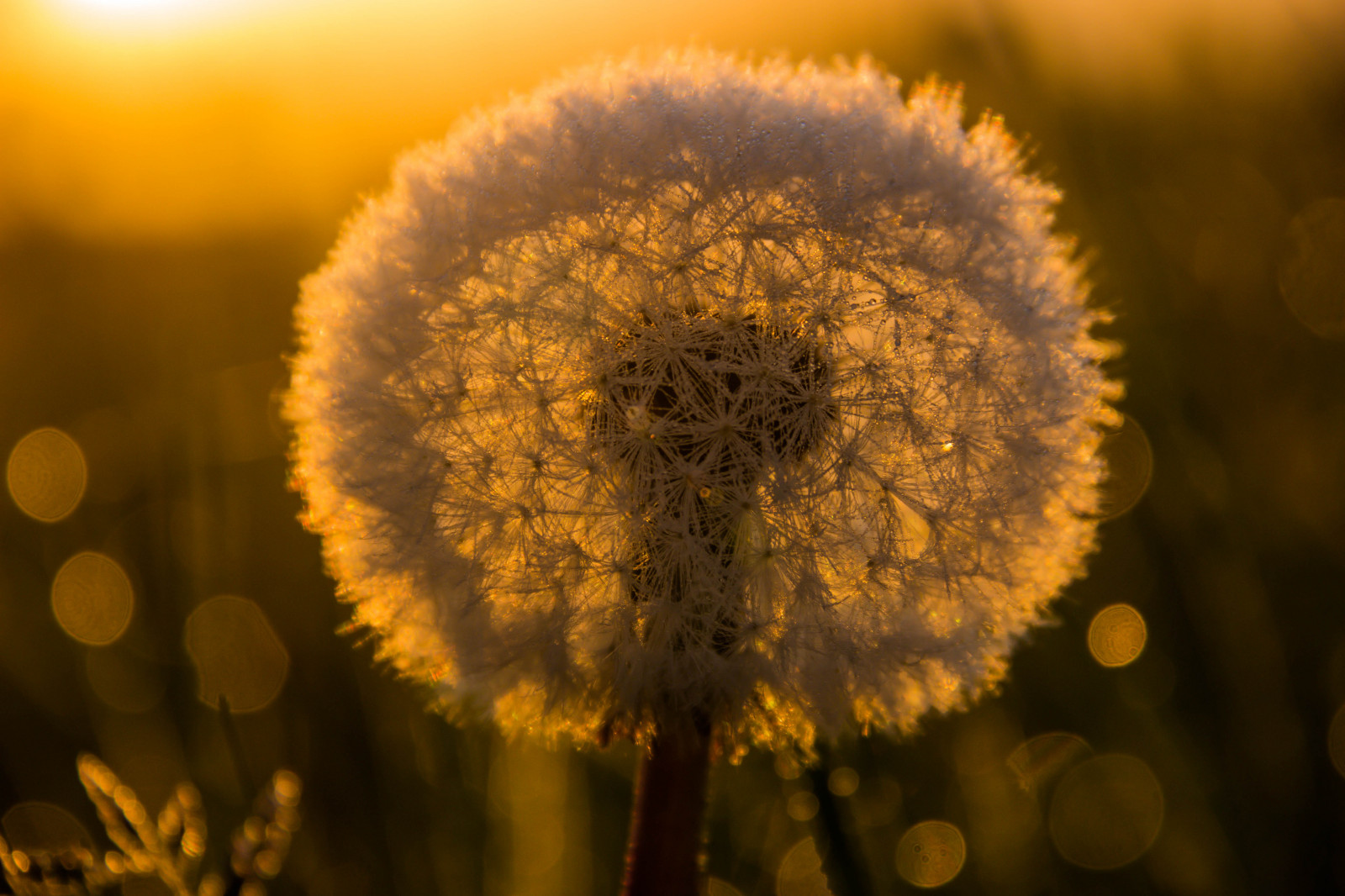 slunečnímu záření, krajina, Příroda, pole, fotografování, svítání, žlutý, slunce, pampeliška, podzim, květ, svítání, rostlina, slunečnice, flóra, venkov, landsbygd, maskros, soluppg ng, s dersl tt, landskap, gryning, Kamera aby kánon, geolocation, EXIF čočka efs18200mmf3556is, EXIF otvor 56, exif aby kánon, EXIF isospeed 100, exif focallength 145mm, okvětní lístek, Model fotoaparátu canoneos100d, exif modelu canoneos100d, suchozemská rostlina, kvetoucí rostlina, zblízka, makro fotografie, závod stonek, daisy rodina