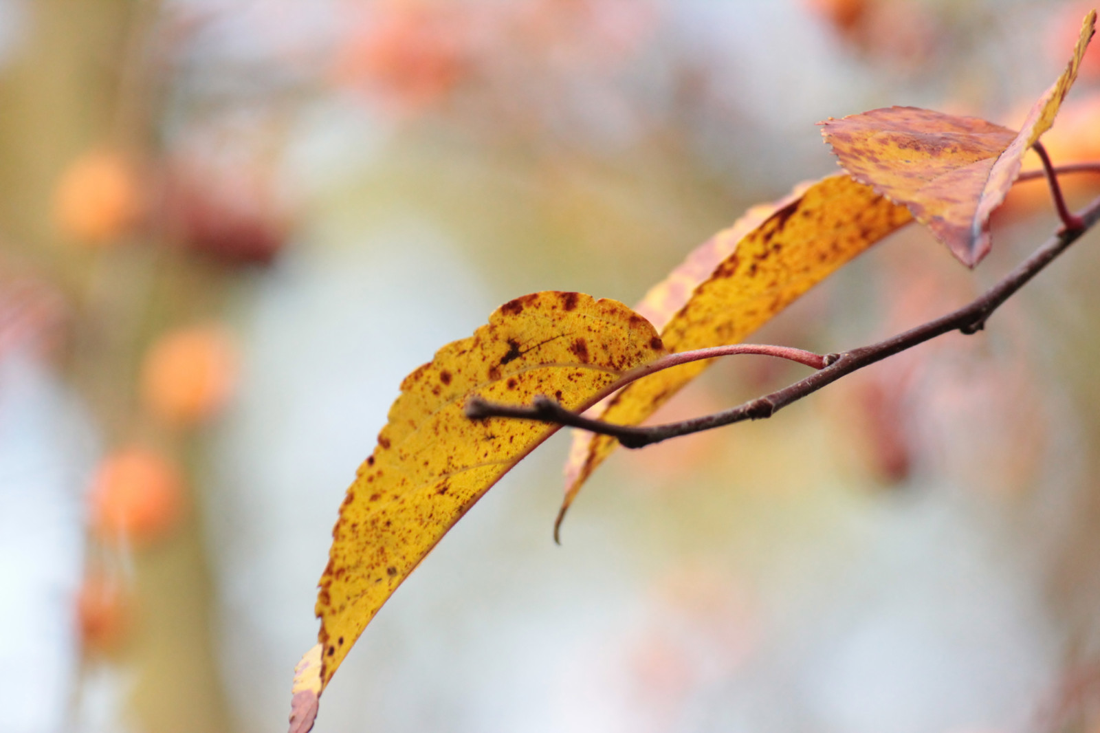 slunečnímu záření, listy, zahrada, Příroda, fotografování, větev, žlutý, bokeh, pastel, strom, podzim, list, květ, rostlina, sezóna, flóra, okvětní lístek, Herfst, větvička, botanika, zblízka, makro fotografie, závod stonek, Javorový list, bladeren