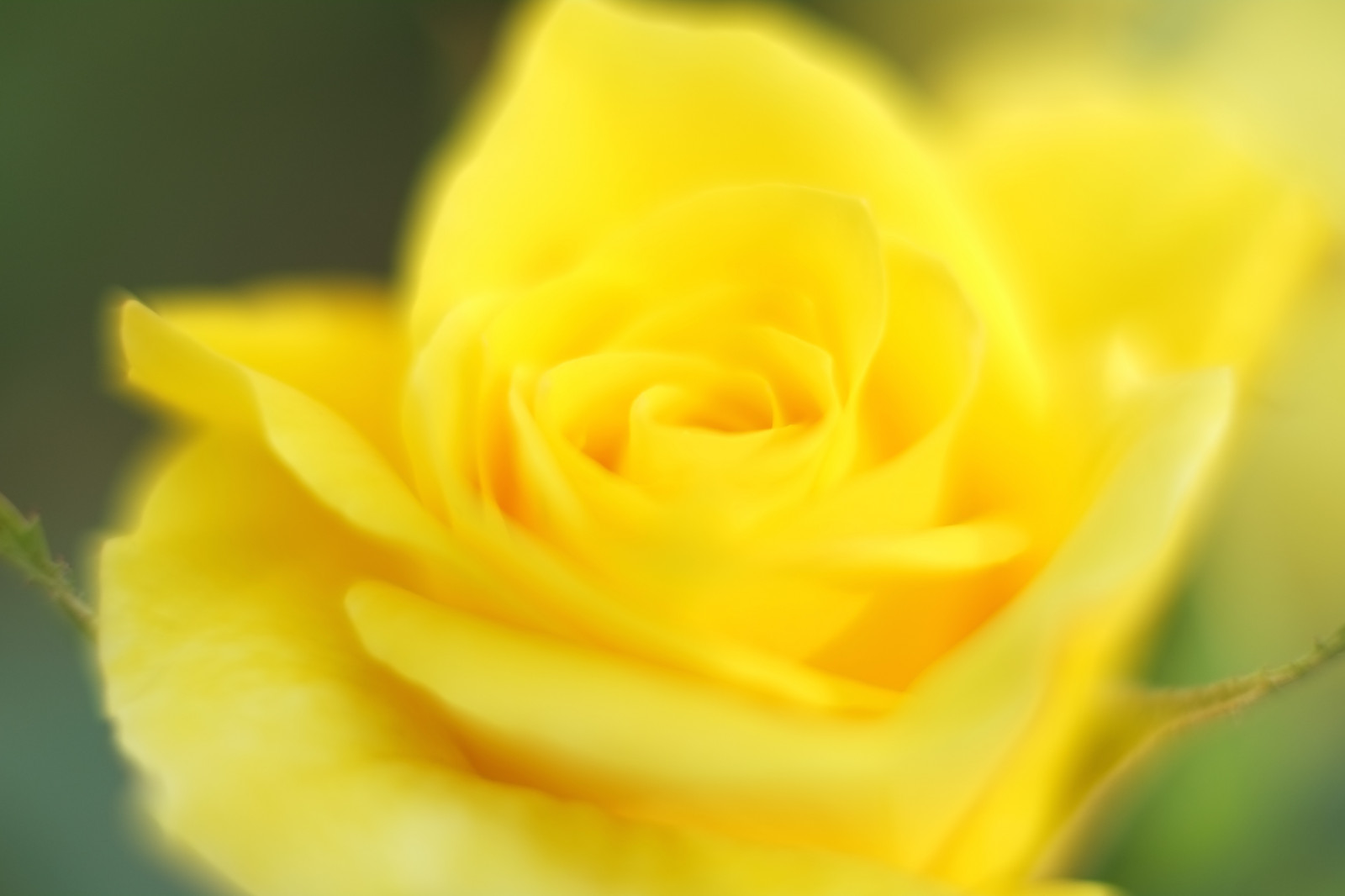 fotografování, žlutý, růže, Tokio, Fujifilm, květ, rostlina, flóra, okvětní lístek, Fujinon, Shinjuku, xpro1, xf, xf35mmf14r, x, shinjukugyoen, xf35mm, mcex, mcex11, suchozemská rostlina, kvetoucí rostlina, zblízka, makro fotografie, závod stonek, zahradní růže, růže rodina, rakouský briar