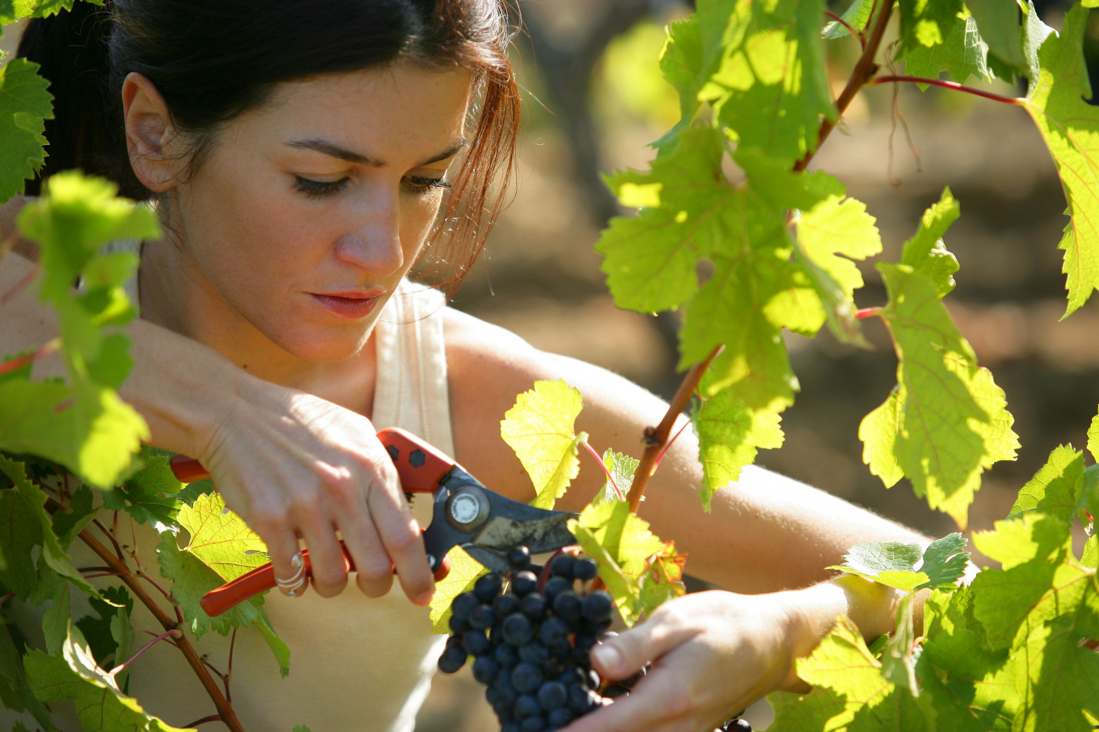 Wallpaper food, fruit, grapes, Grape, autumn, flower, harvest, girl