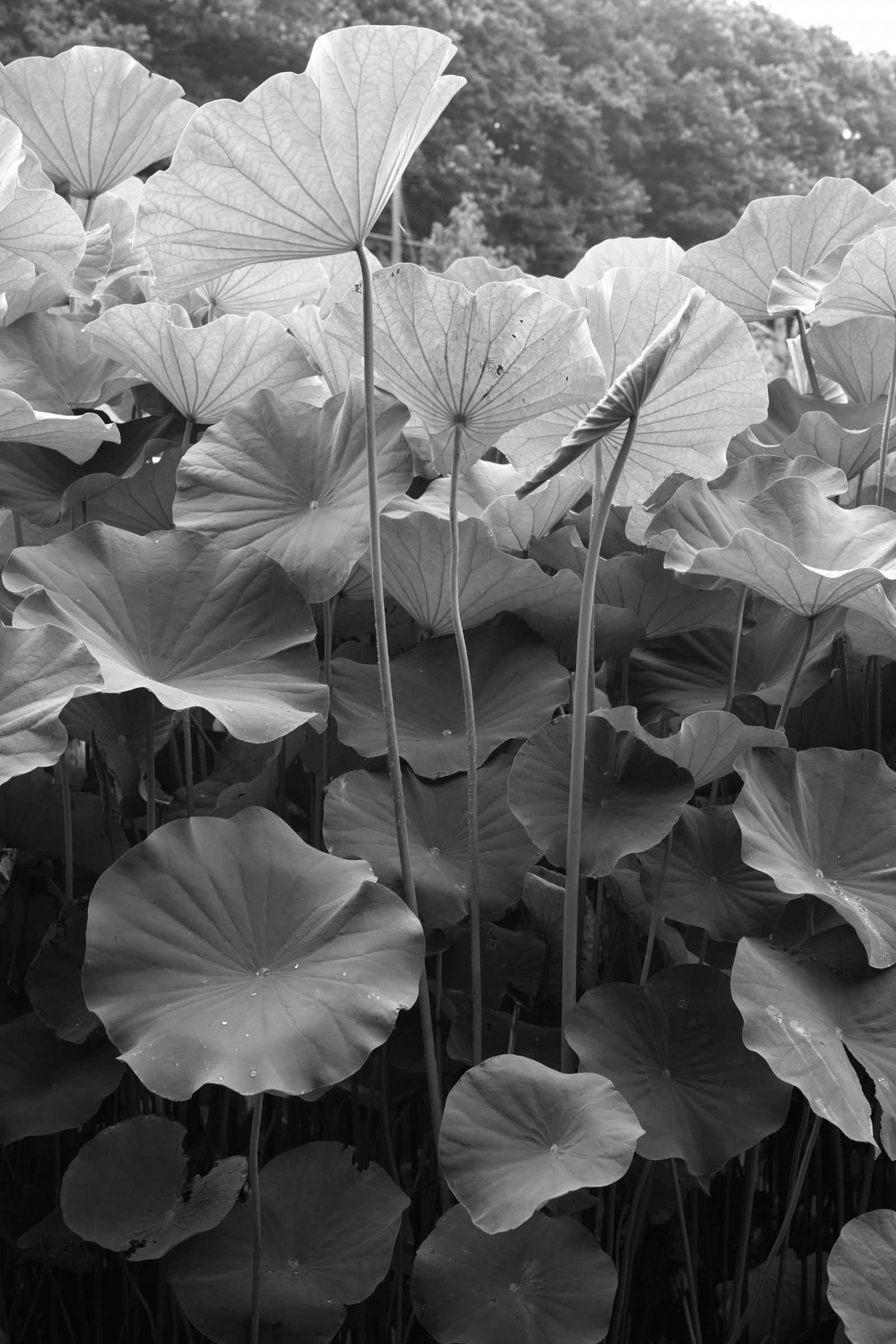 bílý, černobílý, Příroda, fotografování, Quattro, Tokio, strom, list, květ, rostlina, flóra, okvětní lístek, Machida, yakushiike, sigma, dp, DP2, dp2quattro, dp2q, Černý a bílý, monochromatické fotografování, botanika, suchozemská rostlina, kvetoucí rostlina, závod stonek