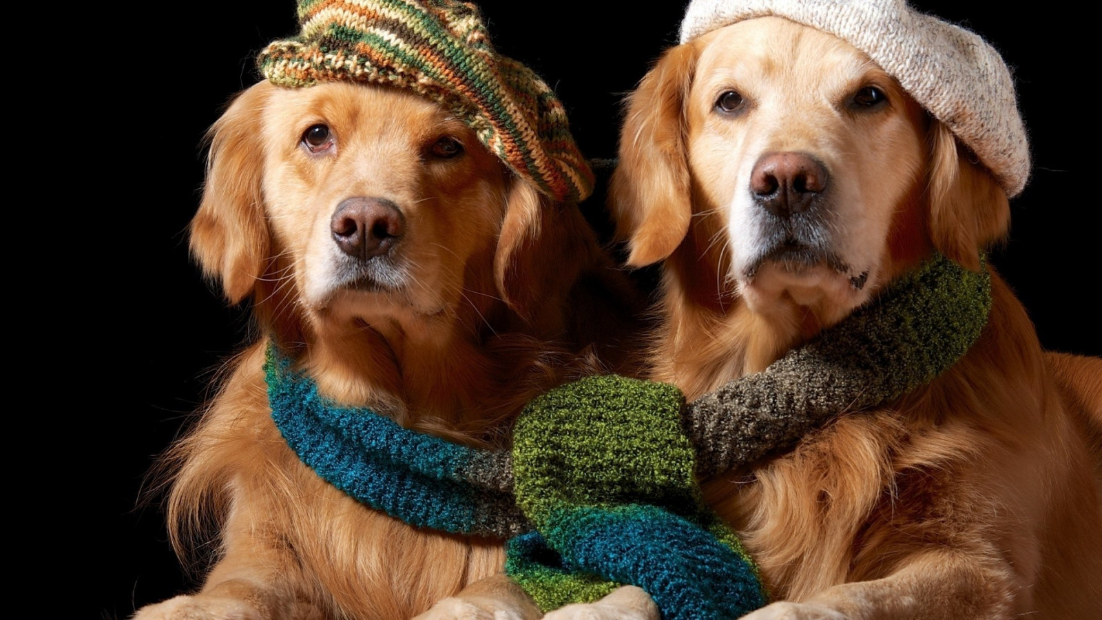 Wallpaper : 1920x1080 px, animals, dog, golden retrievers, hat, scarf