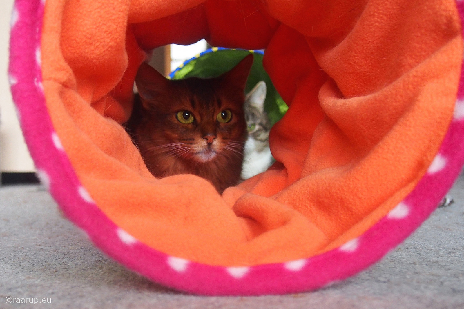 kočky, hrát si, hodinky, číhat, Šustění, tunel, Hračka, Bastian, mixedbreed, domesticshorthair, caithlin, dusharacathalcaithlin, somálský, somálská kočka, som, Olympus, omdem5, Dánsko, zvíře, domácí zvíře, kočka, krytý