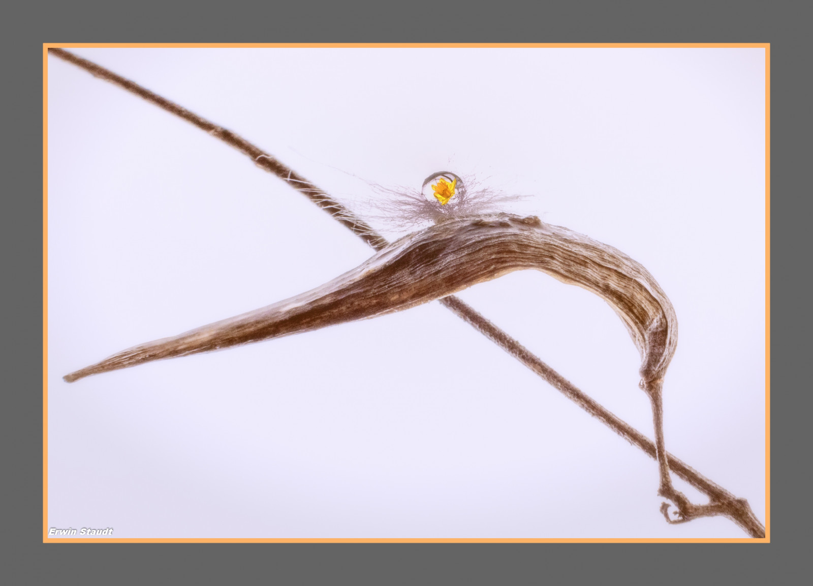 tegning, makro, afdeling, insekt, Tyskland, pastel, Europa, blomst, farve, deutschland, structure, vanddråber, abstrakt, vinge, fin kunst, softboks, blødhed, skitse, Nahaufnahme, skrøbelighed, Kvist, hvirvelløse, bordplade, rammer, stativ, frogline, fernausl ser, Oberhausen, yelllow, whiteopalbackground, Narzisse, h lsenfrucht