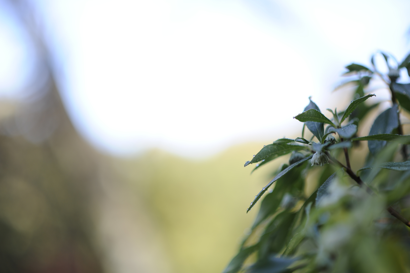 sollys, natur, græs, himmel, afdeling, grøn, Toyota, Nikon, blomst, lys, træ, blad, blomst, plante, flora, D3S, tæt på, makrofotografering, Aichi, Obara, washinofurusato, obarapaperartmuseum, afsnikkor85mmf18g