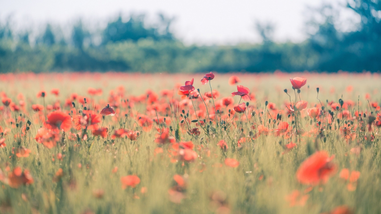 slunečnímu záření, západ slunce, Příroda, Červené, tráva, pole, ráno, step, podzim, list, květ, lučina, rostlina, mák, flóra, okvětní lístek, louka, prostý, divoká rostlina, 1920x1080 px, prérie, coquelicot, venkov, místo výskytu, přírodní prostředí, suchozemská rostlina, kvetoucí rostlina, tráva rodina, mák rodina