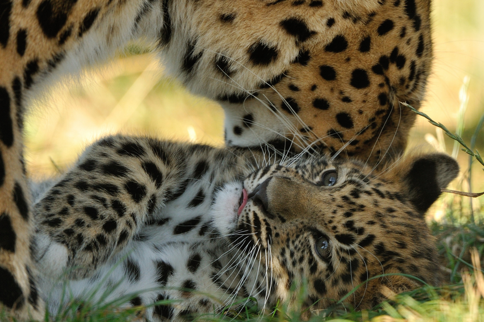 natura, grandi gatti, Zoo, barba, leopardo, Giaguaro, ghepardo, leopardo delle nevi, gattino, fauna, mammifero, vertebrato, gatto come mammifero, predatori, maternità, Cucciolo di leopardo Amur