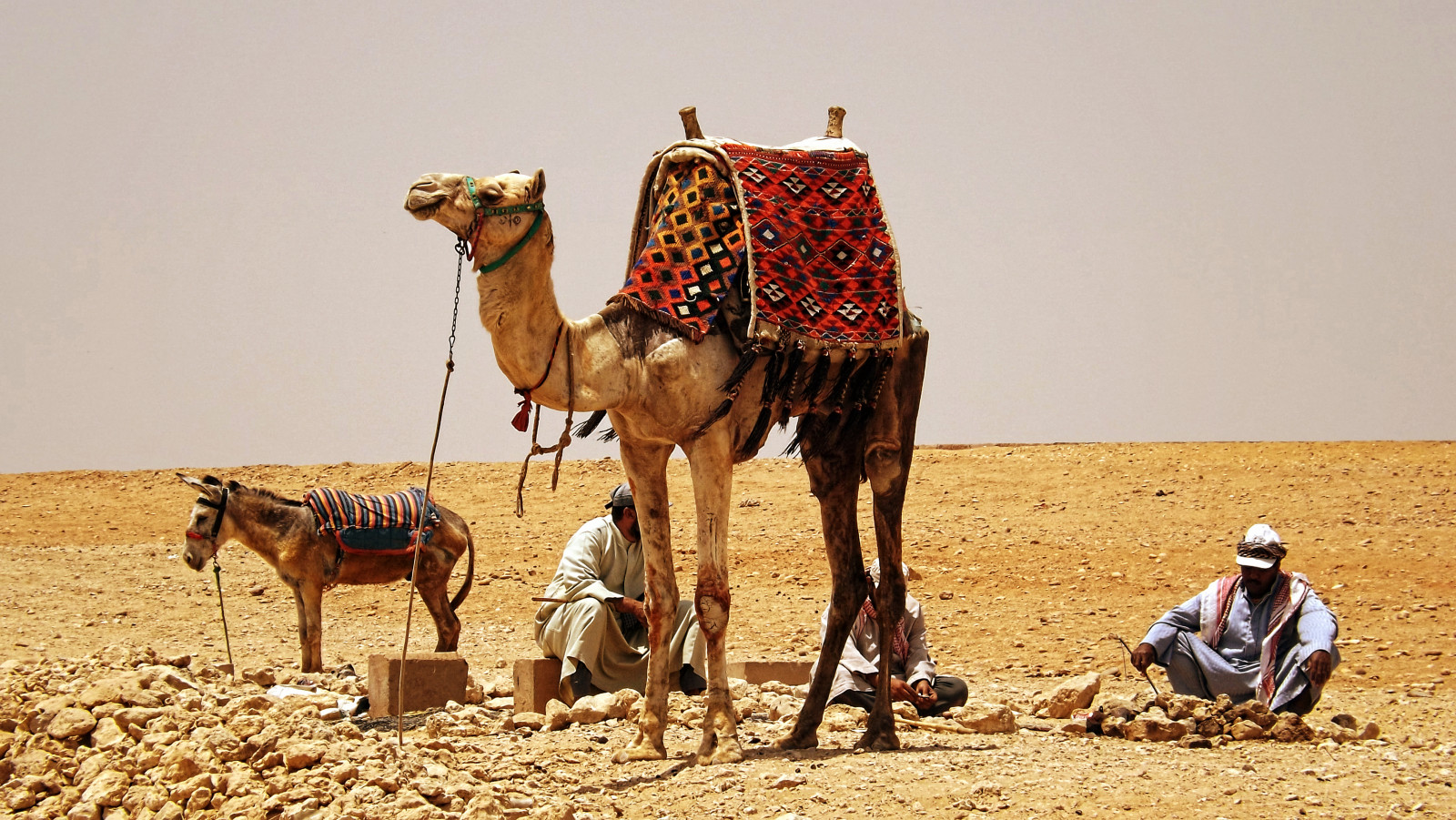 landskab, gammel, gammel, sand, fotografering, ørken, Sahara, dyr, ridning, flickr, naturlig, kamel, Lipariske landskabsform, erg, kamel lignende pattedyr, arabian kamel, økoregion