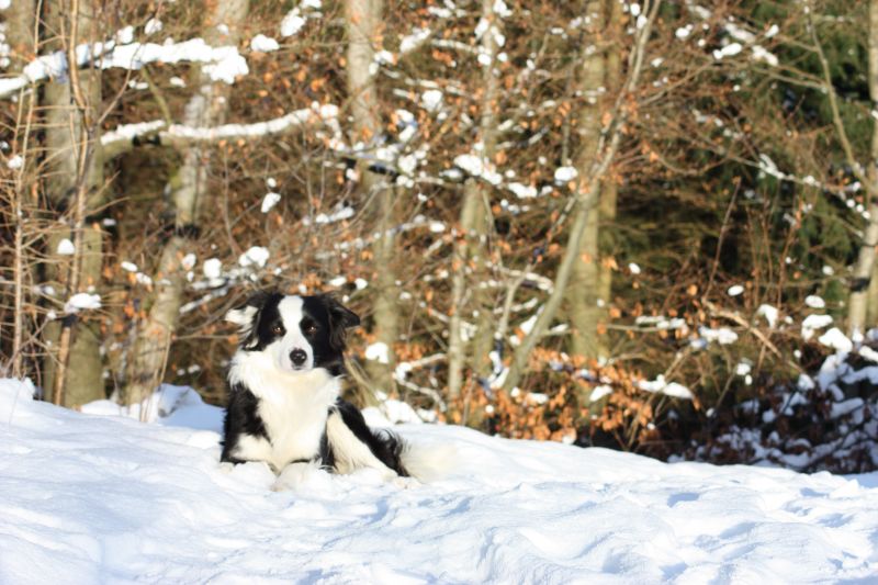 zăpadă,câine,Border Collie,copaci,iarnă,vreme