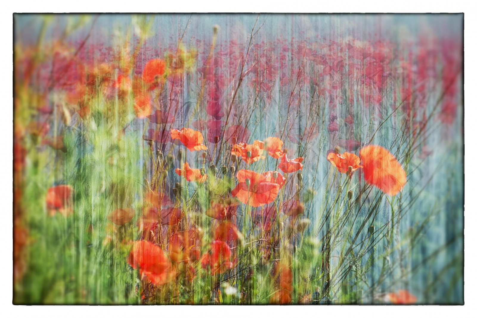 Wallpaper flowers, red, rot, blumen, mohn, mohnblumen 3883x2591
