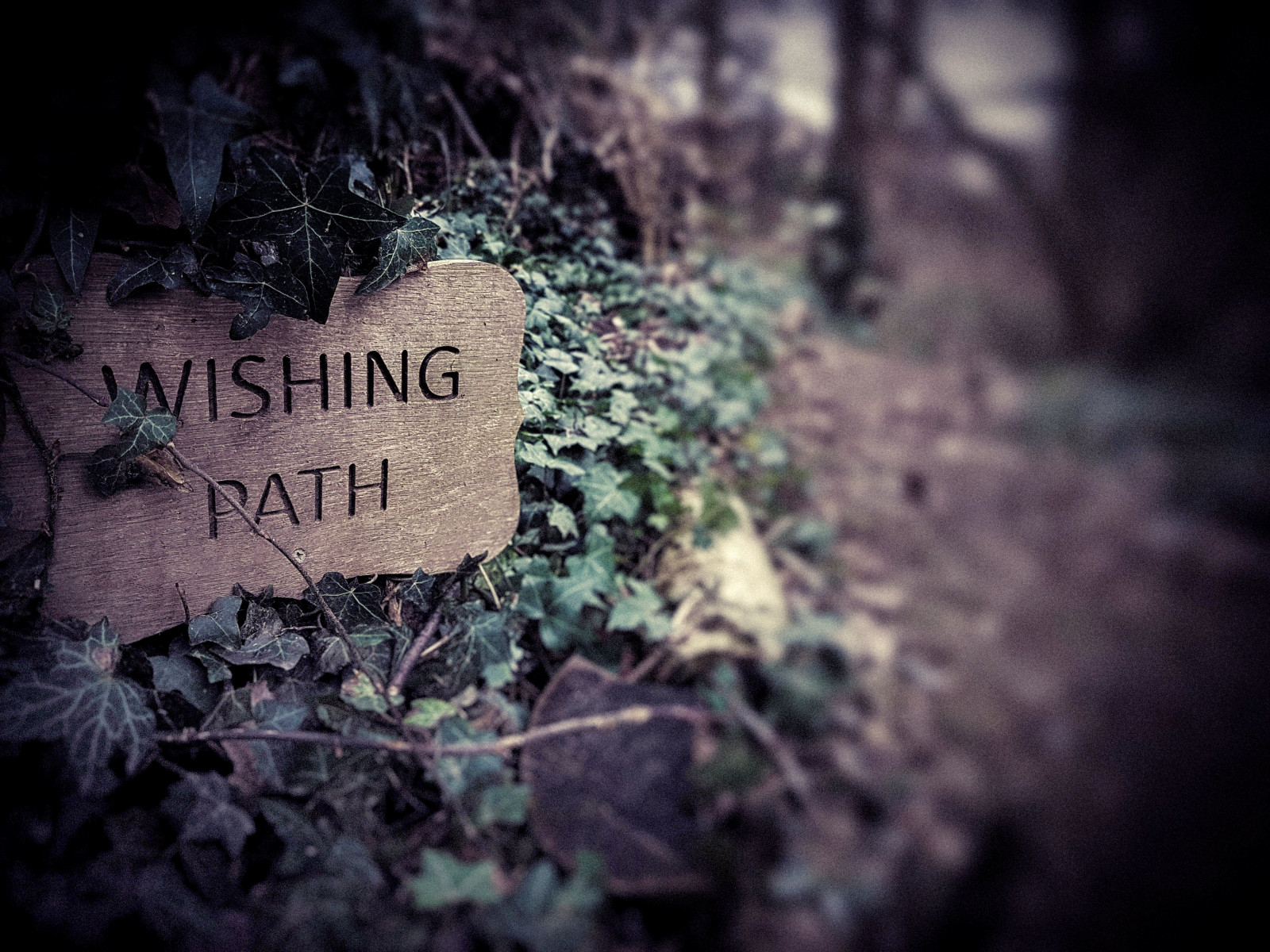 klippe, natur, græs, skilt, struktur, sti, vedbend, træ, gå, blad, naturlig, skov, mørke, ønske, jord, computer tapet, skrifttype, ønsker, leavss, stock photography
