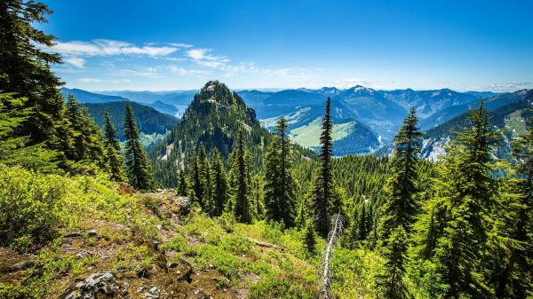 trees,nature,greenery,field,hills,pine trees