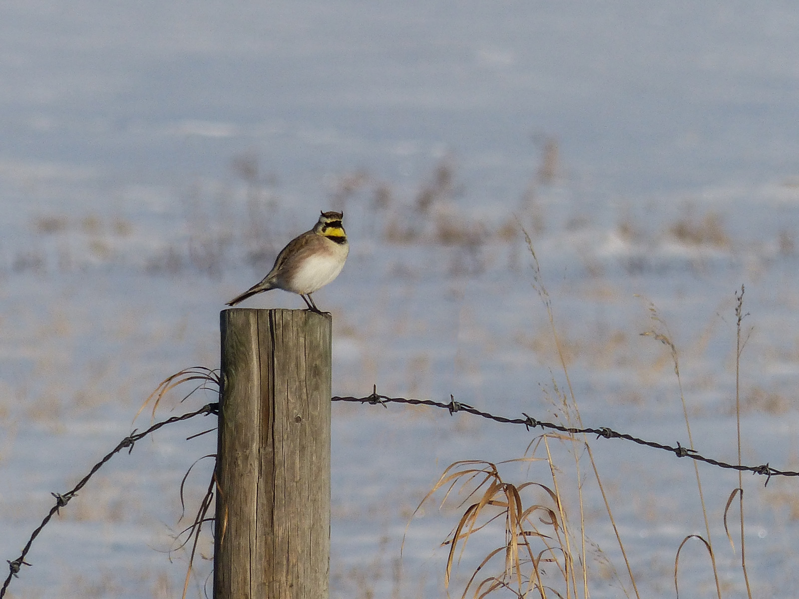 ptactvo, Příroda, nebe, zima, dřevo, růžky, Volně žijících živočichů, Kanada, bokeh, Alberta, zobák, rodák, Pěvec, venkovní, pták, Pírko, Skřivan, fauna, fz200, větvička, influenza, posazený, plotový kůl, ornitologie, annkelliott, opencountry, Passeriformes, anneelliott, zvýšen, seofcalgary, Rozšířené, Hornedlark, Eremophilaalpestris, Eremophila, Alaudidae, Hornymale, 3. února 2013, Blackiearea, Truelark