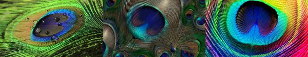 5760x1080 px, monitor, multi, multiple, paon, peacock