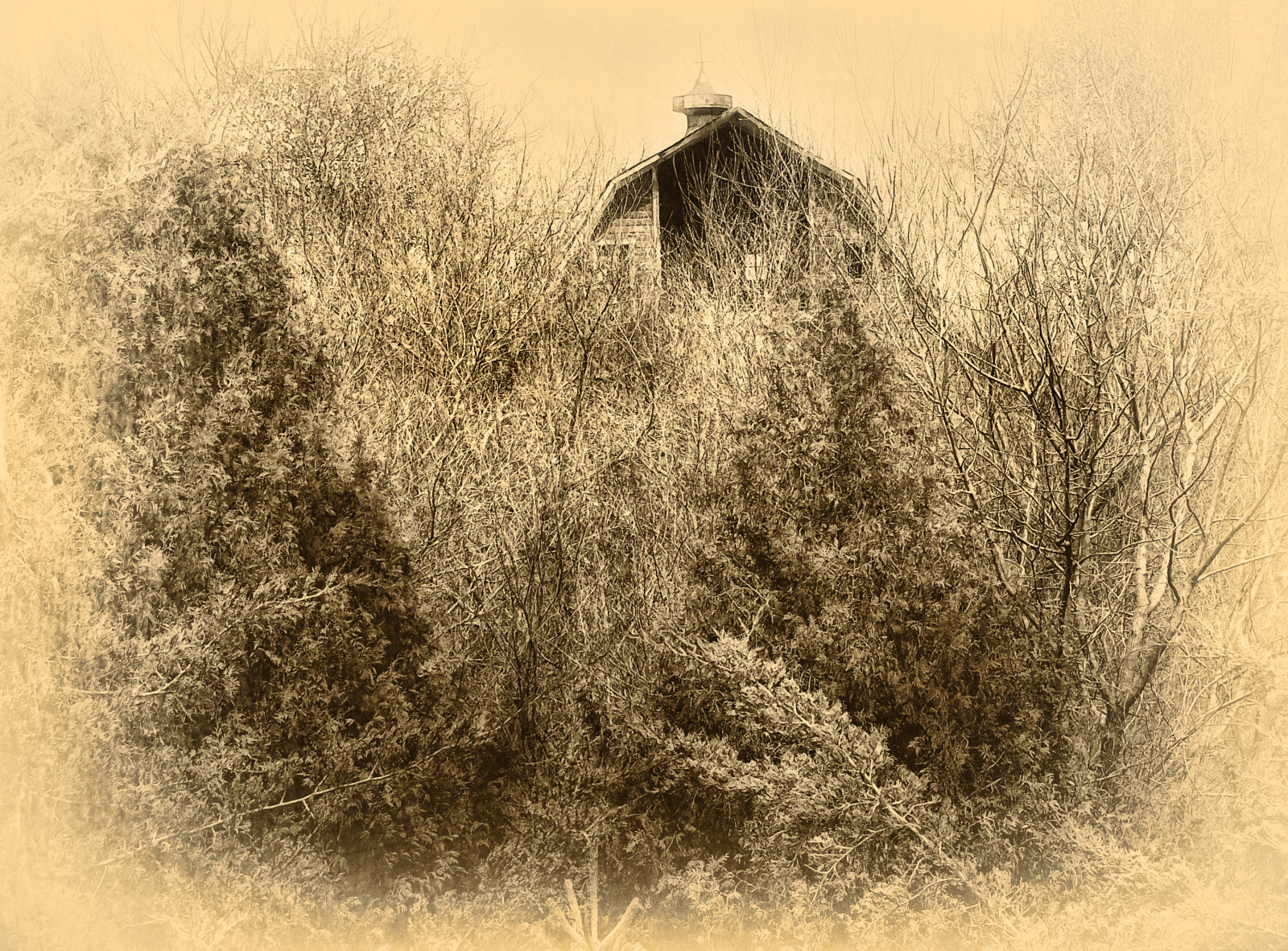 stromy, krajina, černobílý, tráva, nebe, pole, větev, hospodařit, textura, Spojené státy americké, stodola, seno, Minnesota, venkovský, země, strom, rostlina, blinkagain, zemědělství, Černý a bílý, monochromatické fotografování, tráva rodina, savana, křoviny, watonwancounty, ekoregion, stock photography, visual arts