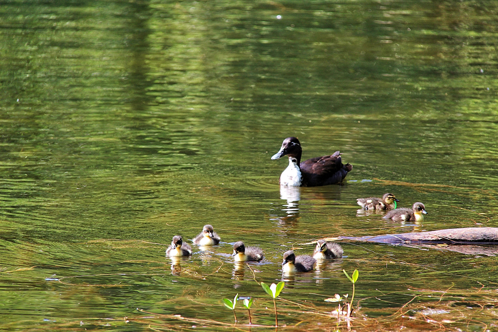 jezero, voda, Příroda, odraz, park, řeka, Volně žijících živočichů, kachna, rybník, mokřadní, divoká kachna, pták, sj, andungar, s der sen, kachňátko, národní park, kachňata, llingar, fauna, vodní ptáci, vodní pták, kachen, hus a labutě