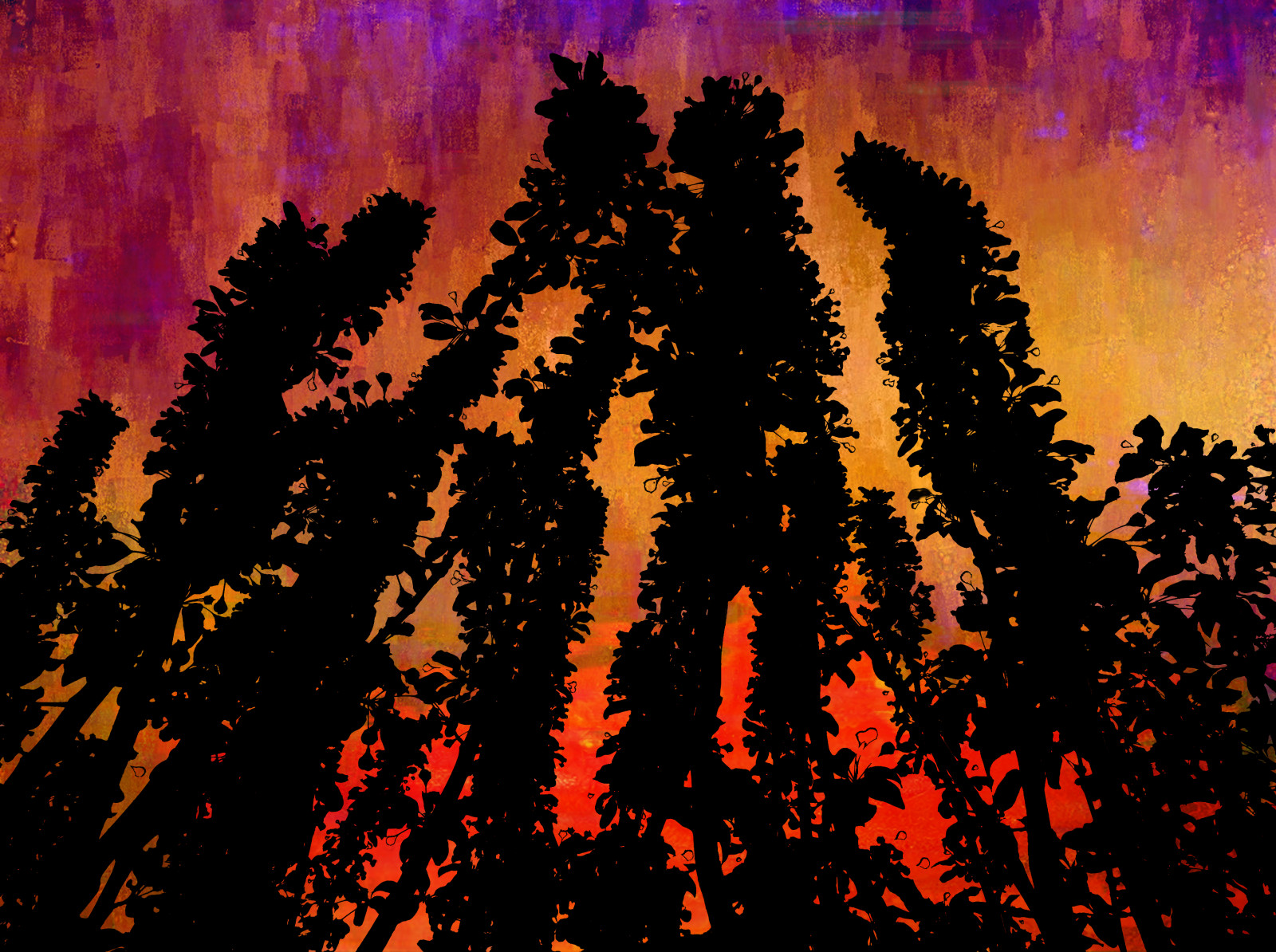 západ slunce, Příroda, nebe, silueta, večer, atmosféra, strom, rostlina, digitální umění, photomanipulation, PhotoArt, počítač tapeta, geologický fenomén, Digitálně vyvážené, Bethrosengard, Digitalmagic