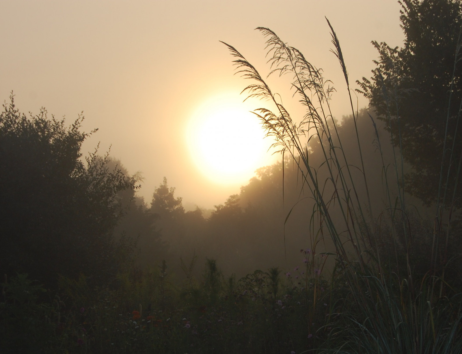 ráno, stromy, nebe, oranžový, Spojené státy americké, hnědý, slunce, slunečnímu záření, mlha, UMĚNÍ, Příroda, žlutý, mlhavý, mlha, kontrast, venkovský, krajina, venku, Šedá, svítání, ranní světlo, Illinois, opar, béžový, plevele, Nikon, nálada, mír, umělecký, šedá, mlhavý, klidný, klid, atmosféra, naturallight, uklidnit, úhlopříčka, nationalforest, Klid, klidný, mlhavý, inspirativní, rozjímavý, klidný, odloučený, artphoto, Shadowsandlight, Southernillinois, serenitynow, artpic, Shawneenationalforest, artpicture, naturalcolor, Perfectpic