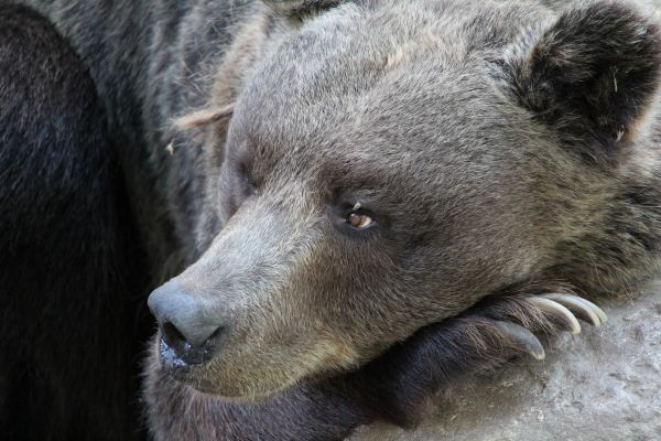 bear,muzzle,paw,claws