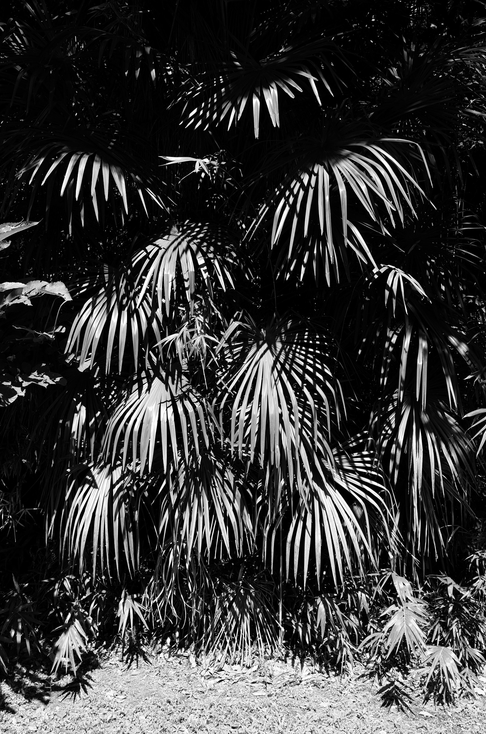 Japonsko, Černá, černobílý, větev, džungle, Leica, Tokio, jp, strom, list, květ, rostlina, flóra, CC, T, leicat, Summicron, CreativeCommons, summicron235, 235, Černý a bílý, monochromatické fotografování, botanika, suchozemská rostlina, kvetoucí rostlina, dřevina, arecales, palm rodina