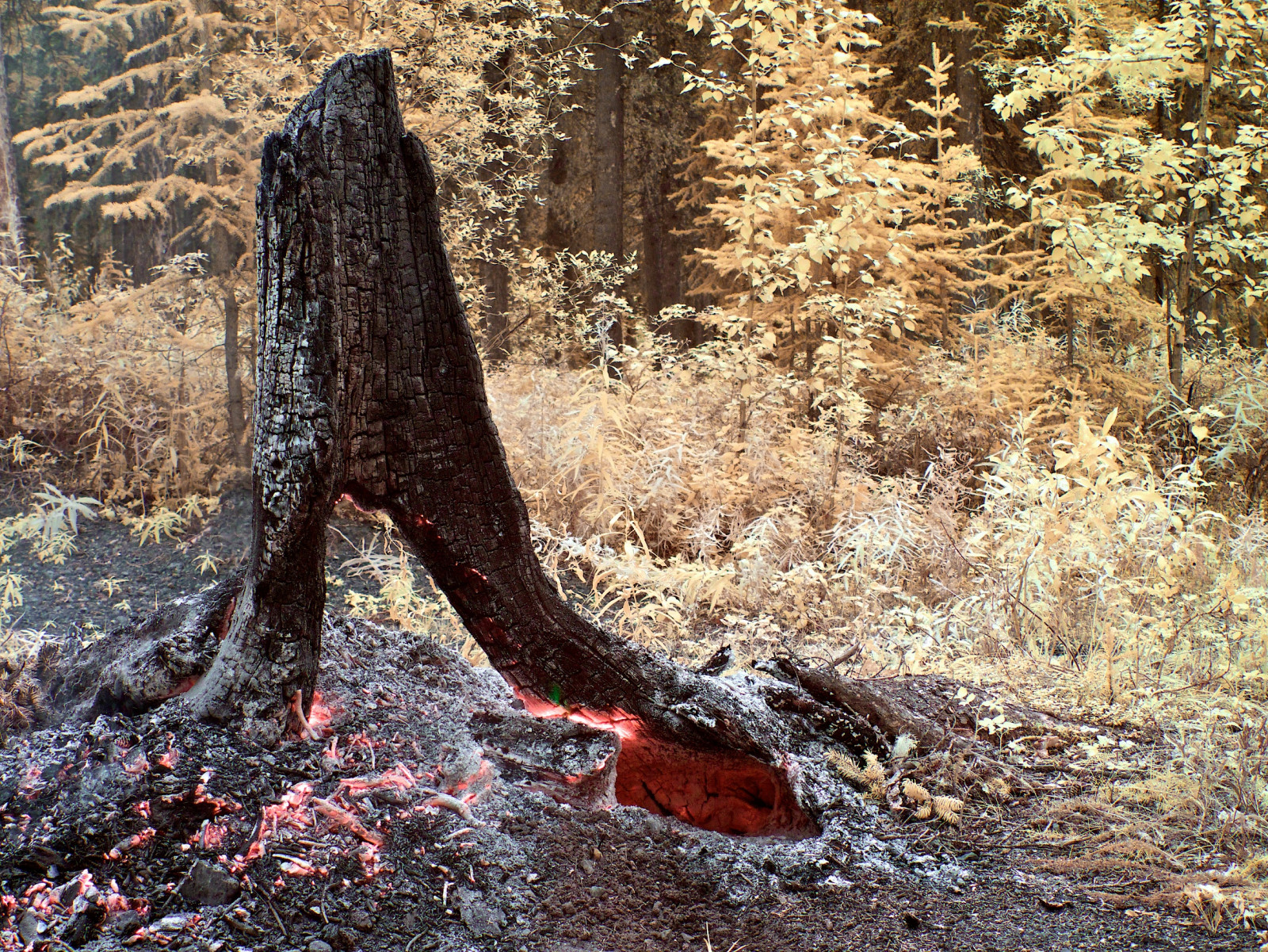 Wallpaper : fall, fire, September, Yukon, spruce, gx1, lumixgx1