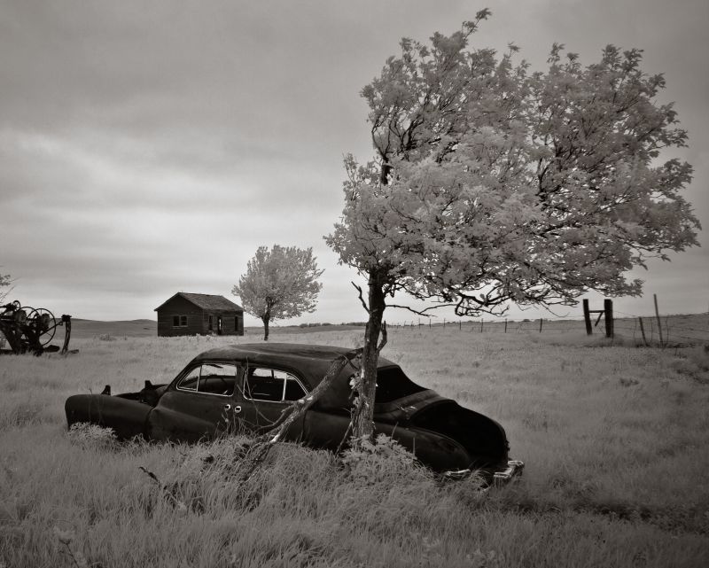 strom, Černý a bílý, dřevina, nebe, monochromatické fotografování, rostlina strom, Černý a bílý, dřevina, nebe, monochromatické fotografování, rostlina