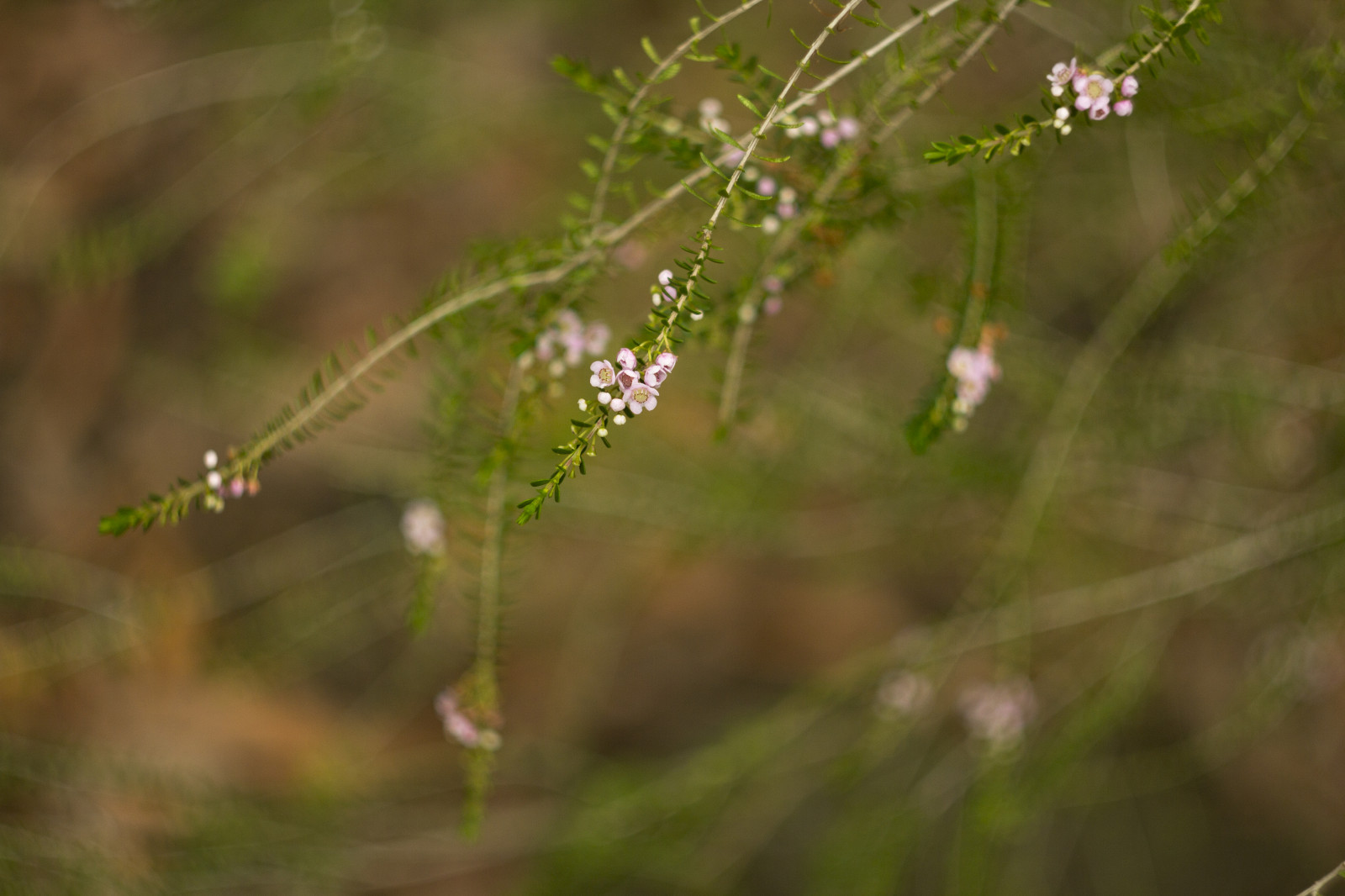 efterår, have, natur, græs, parkere, Canon, bokeh, 2015, forår, Australien, hjemmehørende, Victoria, australsk, Melbourne, efterår, blomst, plante, flora, dOF, botanicgarden, marts, eos, 58mm, 60d, græs familie, stængelplante, helios, Balwyn, maranoa, maranoagardens, helios442, Myrtaceae, thryptomene