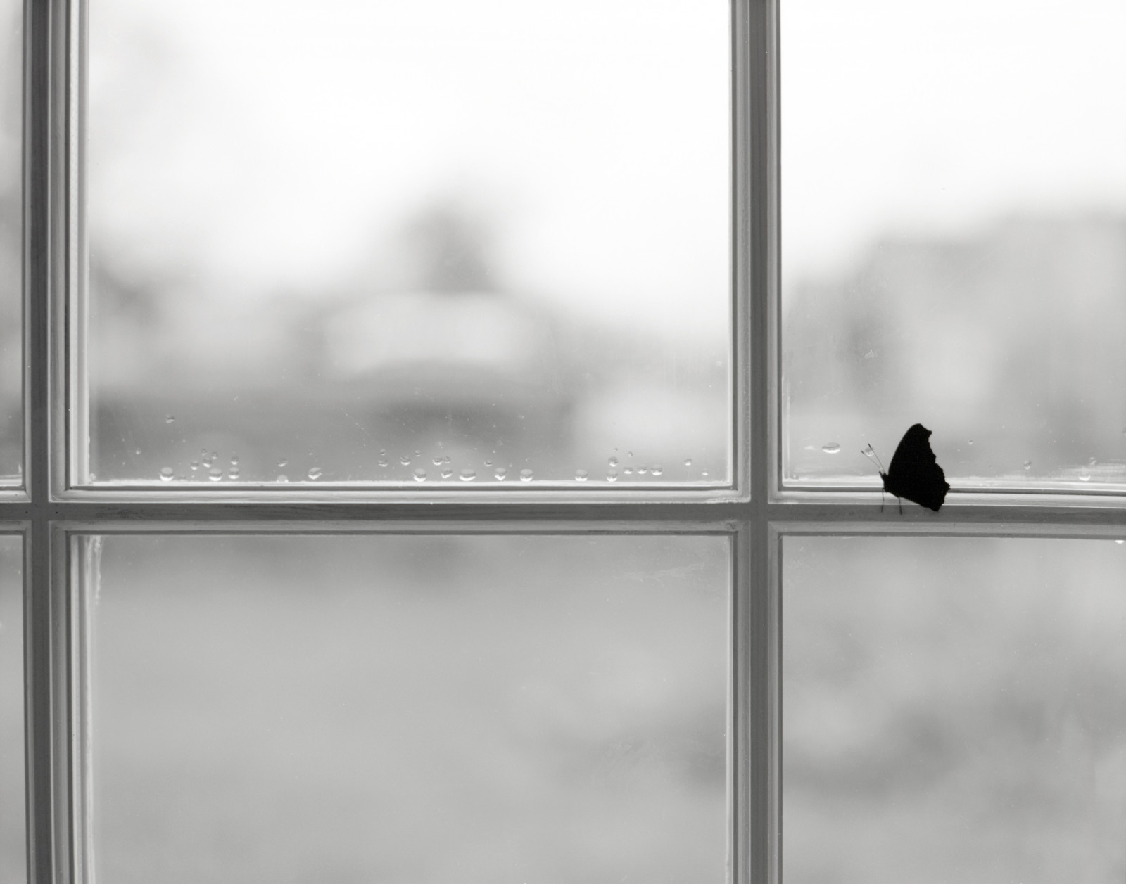 Spojené království, Anglie, Černý a bílý, tělesné, 120, film, okno, Krásná, čáry, zvíře, zvěř, silueta, fauna, analogový, mediumformat, motýl, temný, hmyz, venkov, letící, pasti, křídla, dosti, dof, Asahi, pentax, takumar, bokeh, skener, geometrie, norfolk, super, profesionální, uvnitř, rosa, Norwich, kapky deště, pro, Epson, Fujifilm, neopan, zobrazování, Uvnitř, kondenzace, 100, formulář, analog, 6x7, paralelní, povlečený, 67, okenní rám, ai, multi, dokonalost, valník, acros, 105mm, F24, Supermulticoatedtakumar, pentax67, SilverFast, V750, Fujifilmneopanacros100, Surlingham, Lasersoft, Fujifilmacros100, Asahipentax67, Epsonperfectionv750