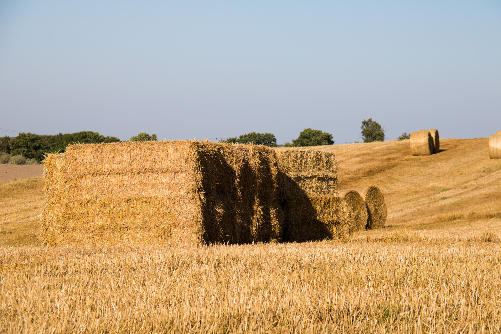 krajina, jídlo, pole, sláma, pšenice, seno, scenérie, sklizeň, lučina, rostlina, venkov, landsbygd, landskap, exif modelu canoneos760d, geocountry, Kamera aby kánon, geocity, Model fotoaparátu canoneos760d, geostate, geolocation, EXIF čočka efs18200mmf3556is, exif aby kánon, EXIF isospeed 100, EXIF otvor 80, exif focallength 90mm, stéblo, zemědělství, prostý, prérie, oříznutí, půda, venkov, suchozemská rostlina, kvetoucí rostlina, tráva rodina, badlands