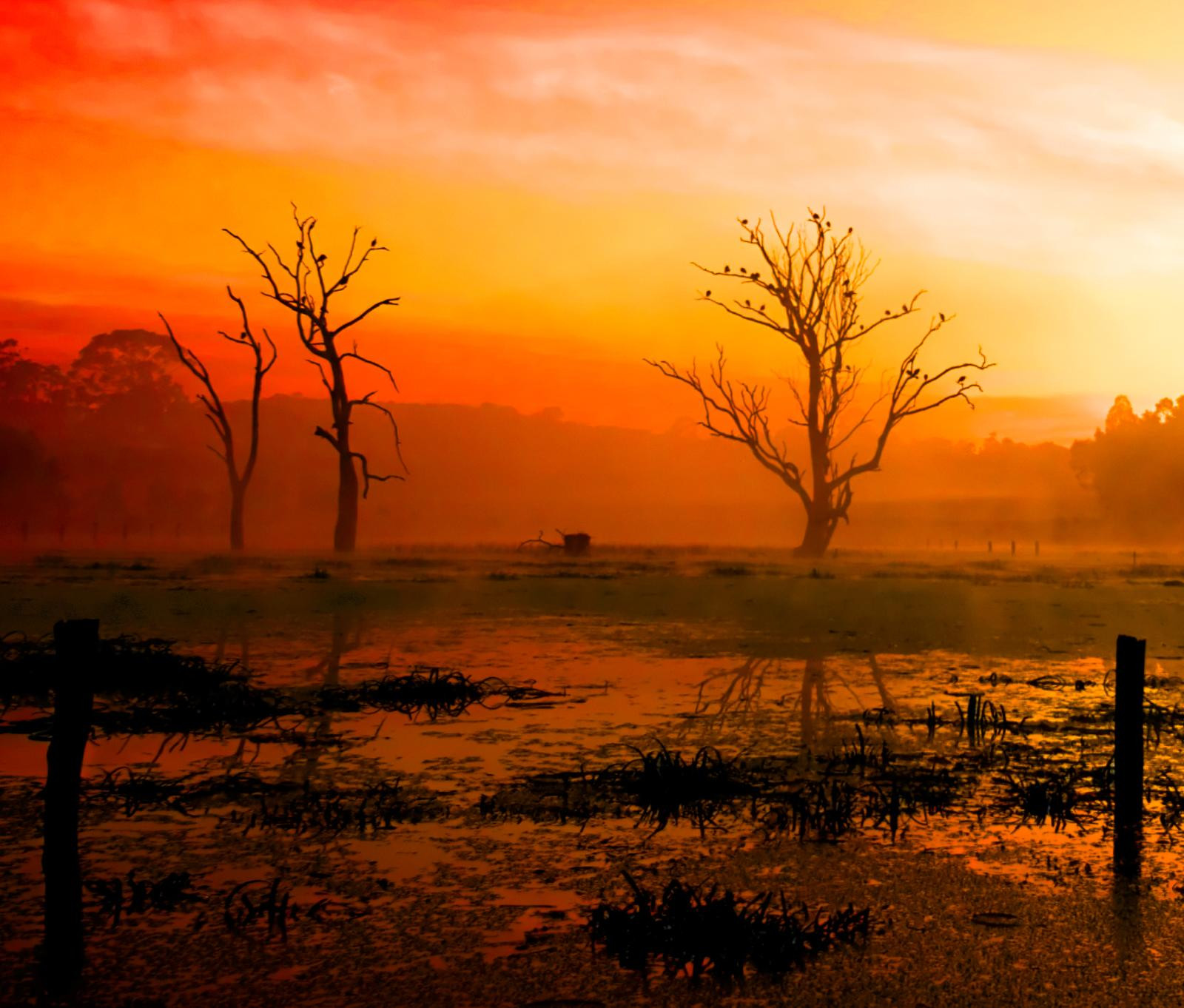 stromy, západ slunce, voda, Příroda, odraz, tráva, nebe, svítání, Studený, večer, ráno, mlha, oranžový, horizont, soumrak, mrtví, Austrálie, teplý, Victoria, pentax, Melbourne, mrak, strom, mlha, svítání, K10D, atmosférický jev, odlesk, červená obloha v dopoledních hodinách, savana, Rosanna, mokřady, plotový kůl, fingcold, lowerplenty, sigma1224mmf35, thanksspirros