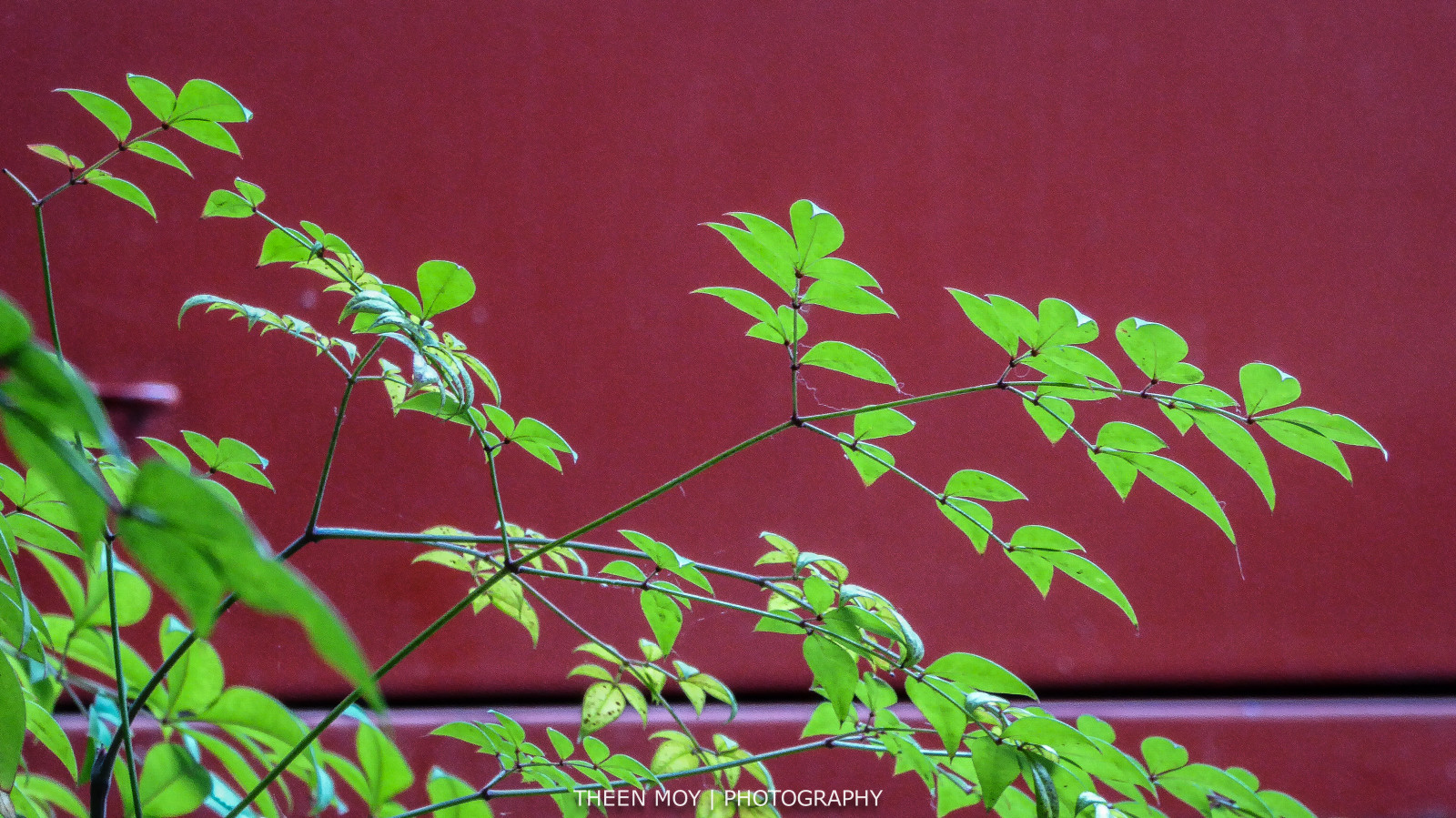 Červené, zelená, zahrada, lumix, oheň, kancelář, postel, zastavit, skříň, olistění, Adelaide, podsvícený, nandinadomestica, heavenlybamboo, southterrace, theen