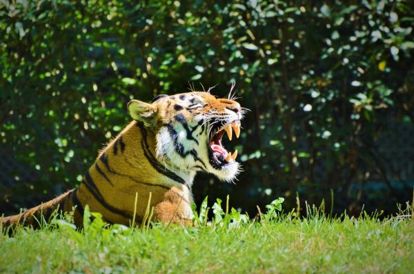 tiger,predator,grin,profile