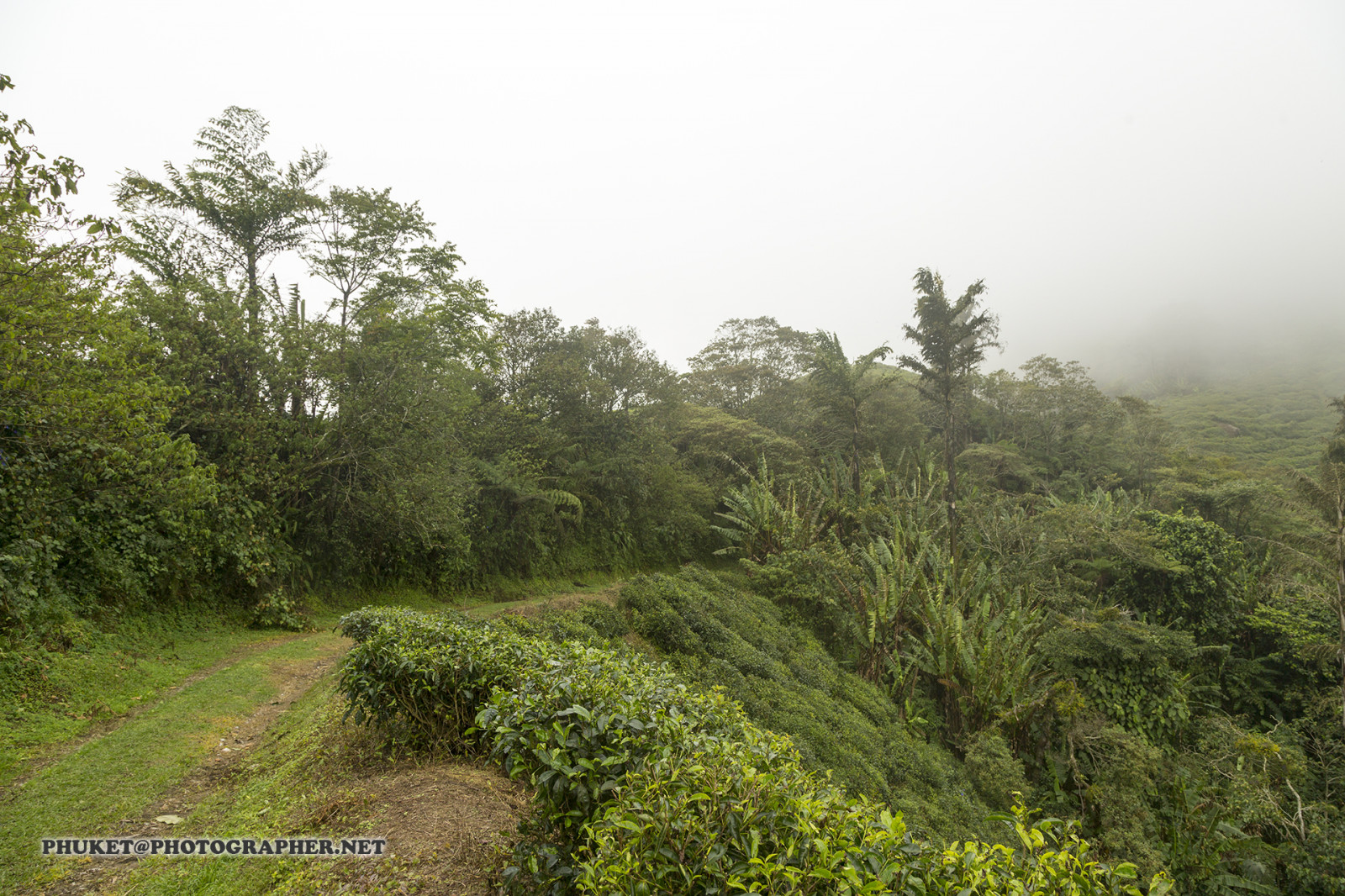 les, kopec, Příroda, budova, tráva, nebe, motocykl, pole, Dům, hotel, zelená, modrý, mlha, letovisko, čaj, Malajsie, džungle, Thajsko, deštný prales, mrak, strom, zvíře, cestovat, list, hora, květ, rostlina, web, flóra, mě, síť, vegetace, domů, výlet, zemědělství, louka, cesta, plavba, phuket, moto, Leathes, cameron, vrchovina, geo, phuketian, Kedah, Stát, plantáž, zálesí, půda, venkov, místo výskytu, přírodní prostředí, atmosférický jev, dřevina, ekosystém, biome, keř