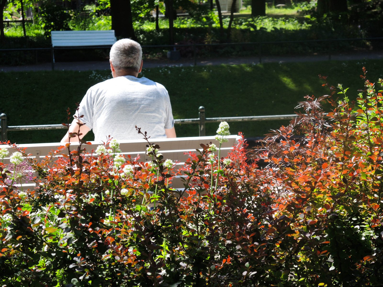 lidé, zahrada, město, městský, park, Švédsko, jaro, strom, podzim, list, květ, rostlina, sezóna, flóra, folketspark, pouliční umění, Malmo, keř